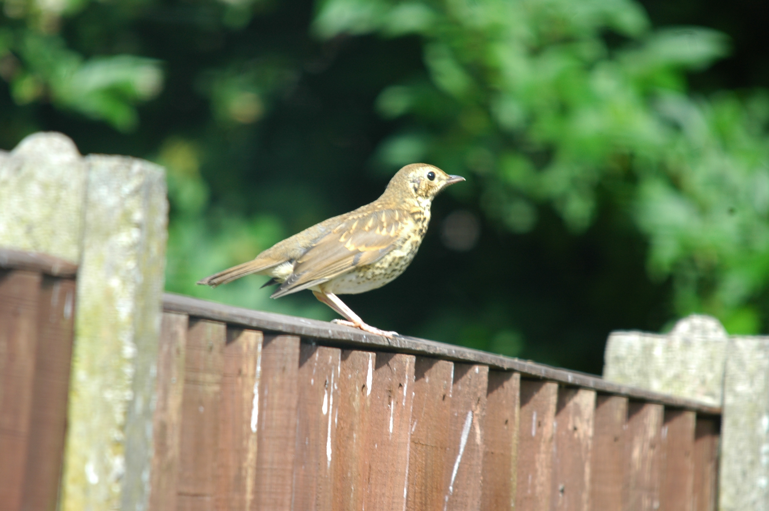 photos/wildlife/Bird_Species/146-Thrushes/6139-Song_Thrush/20090720-Burscough-01.jpg