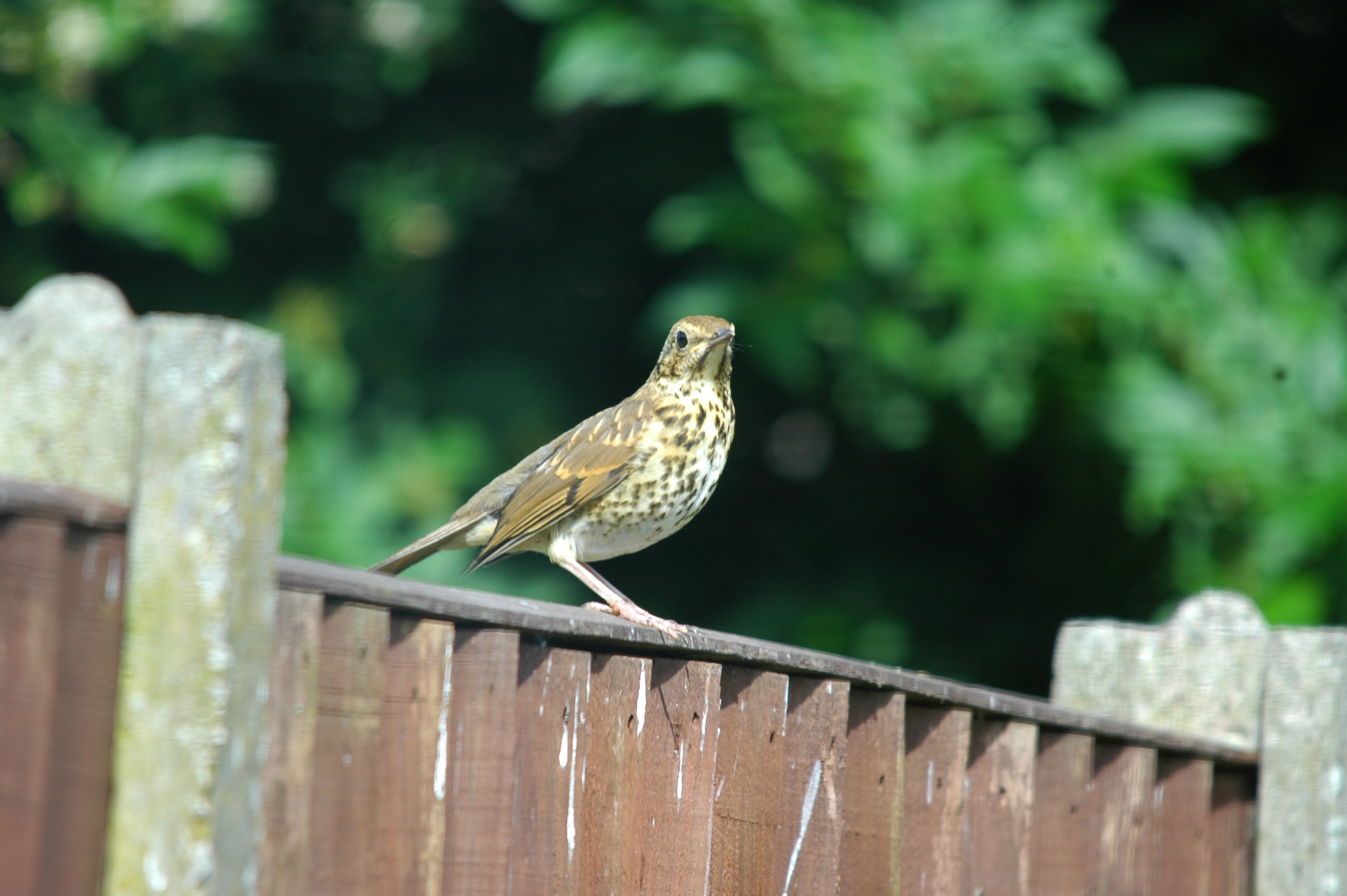 photos/wildlife/Bird_Species/146-Thrushes/6139-Song_Thrush/20090720-Burscough-02.jpg