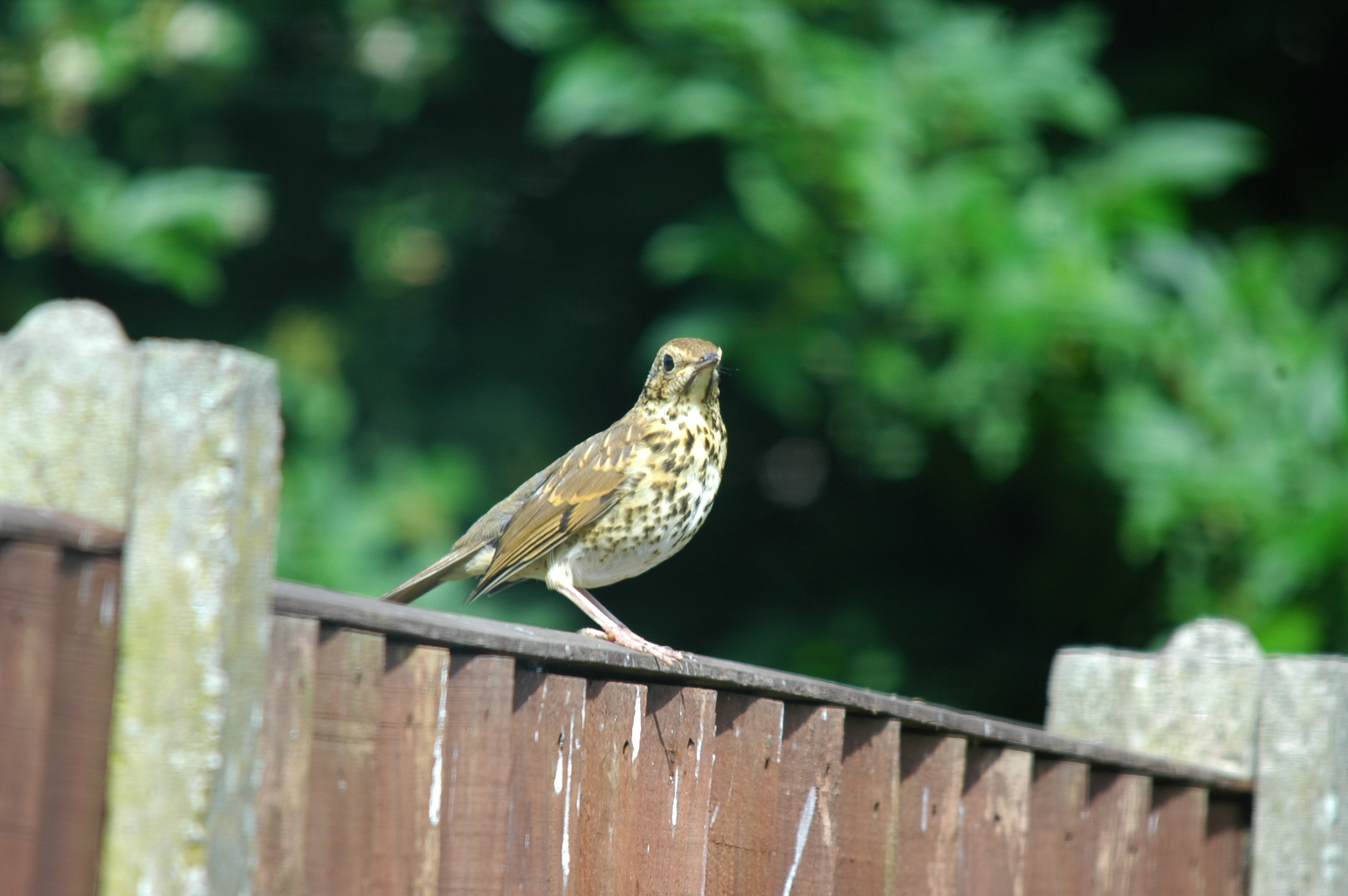 photos/wildlife/Bird_Species/146-Thrushes/6139-Song_Thrush/20090720-Burscough-03.jpg