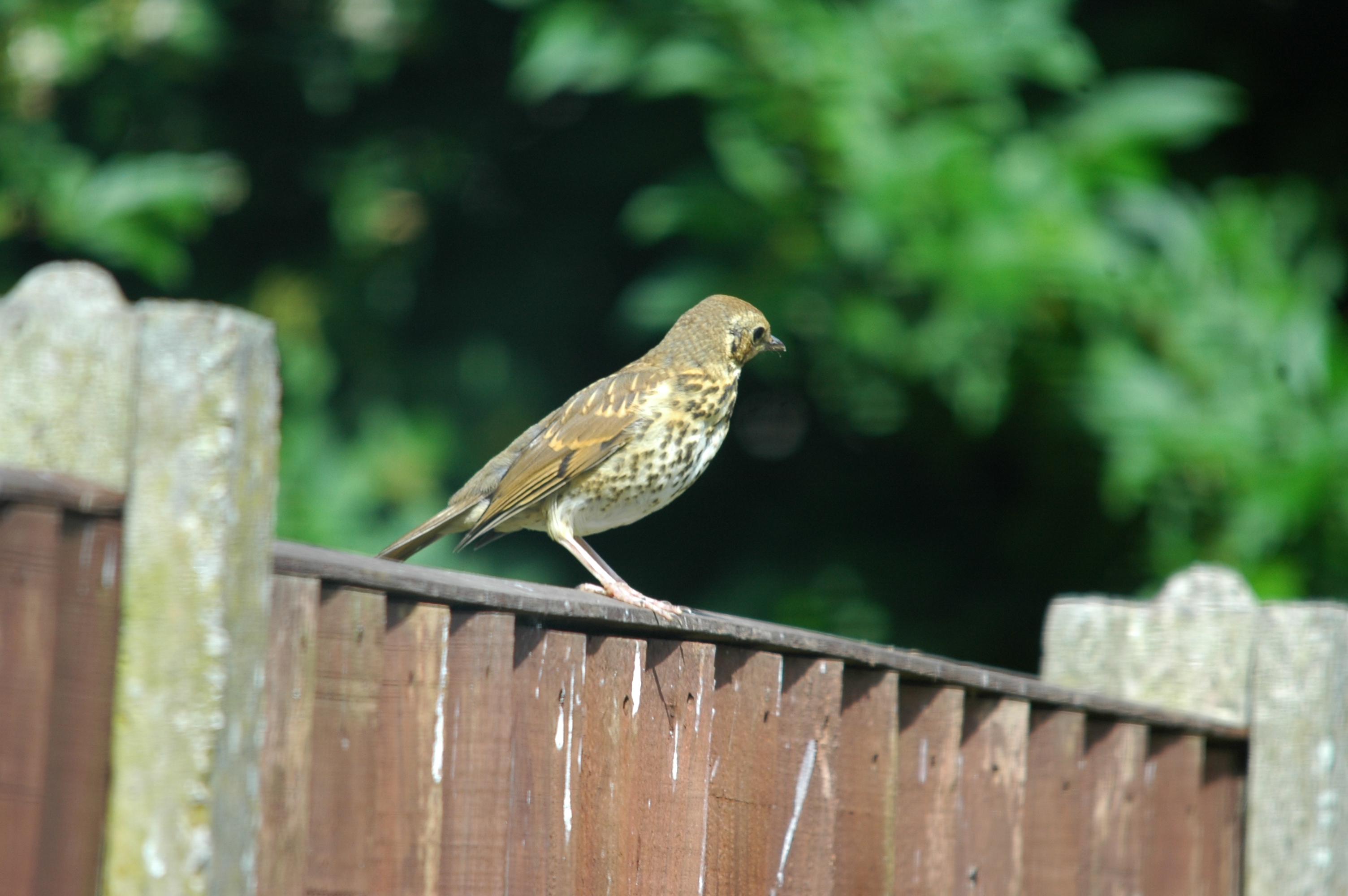 photos/wildlife/Bird_Species/146-Thrushes/6139-Song_Thrush/20090720-Burscough-04.jpg