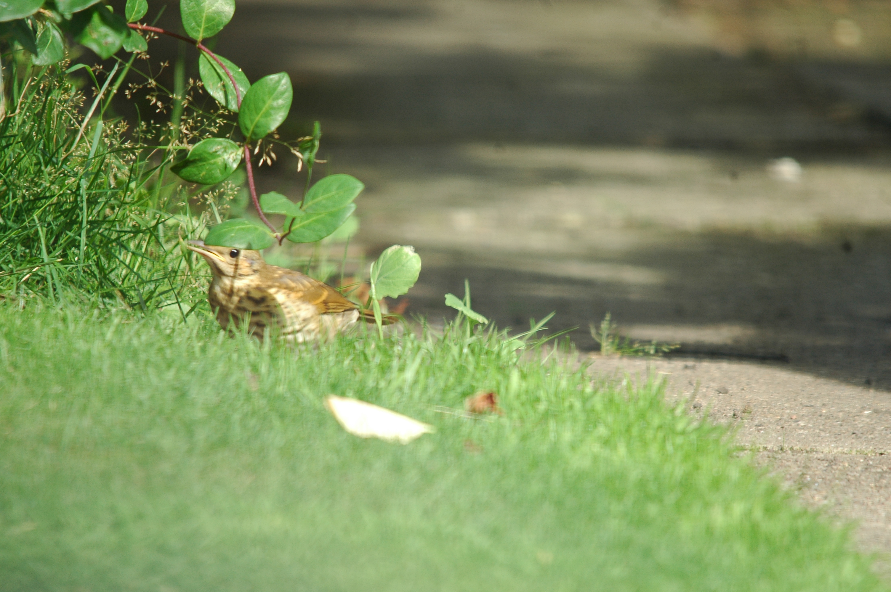 photos/wildlife/Bird_Species/146-Thrushes/6139-Song_Thrush/20090720-Burscough-05.jpg