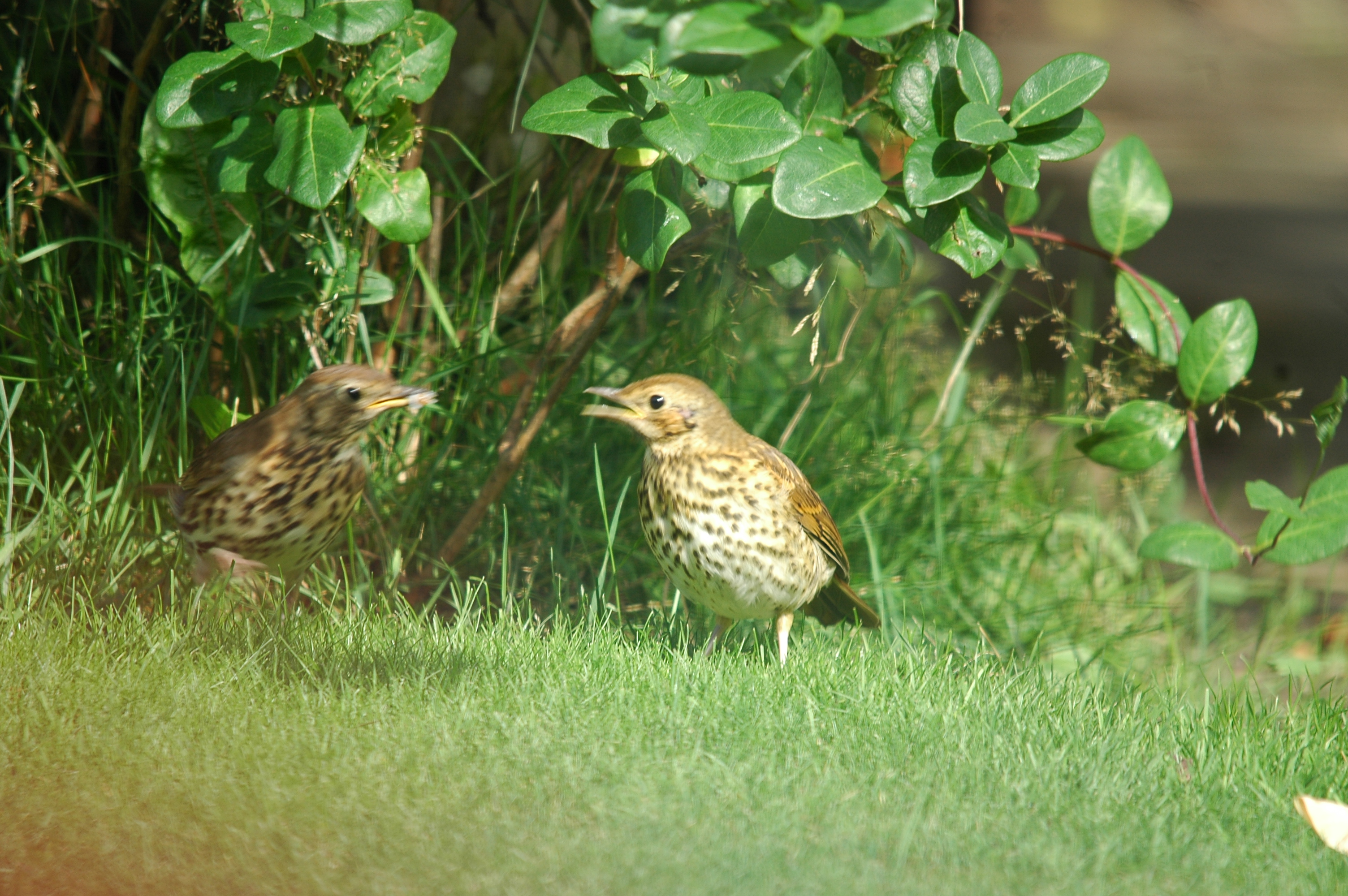 photos/wildlife/Bird_Species/146-Thrushes/6139-Song_Thrush/20090720-Burscough-06.jpg