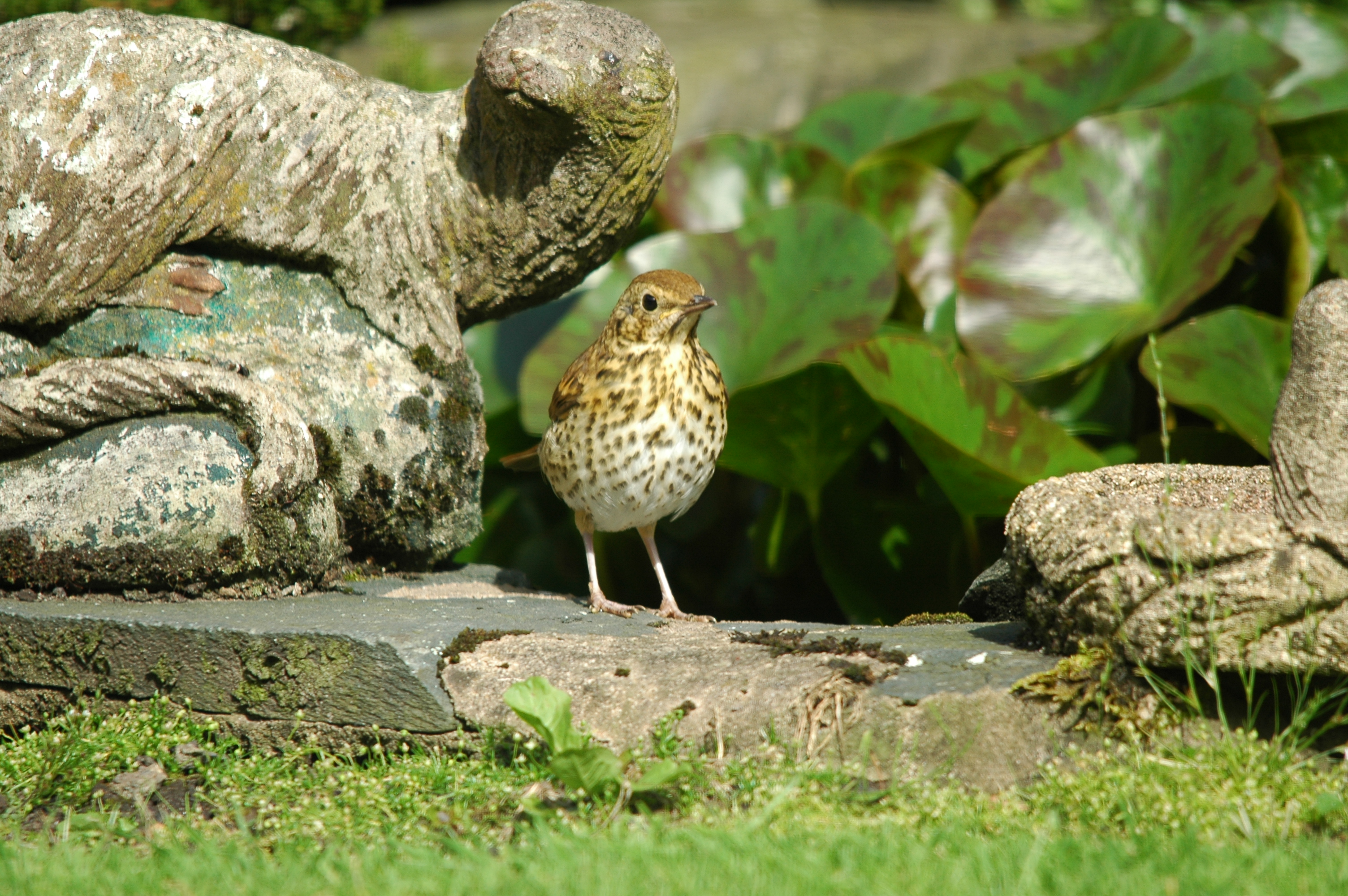 photos/wildlife/Bird_Species/146-Thrushes/6139-Song_Thrush/20090720-Burscough-07.jpg