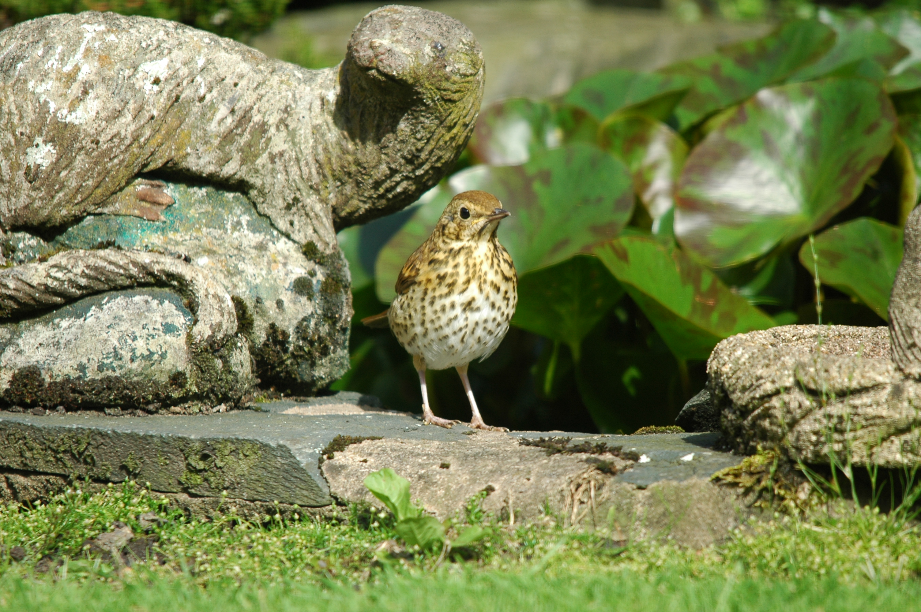 photos/wildlife/Bird_Species/146-Thrushes/6139-Song_Thrush/20090720-Burscough-08.jpg