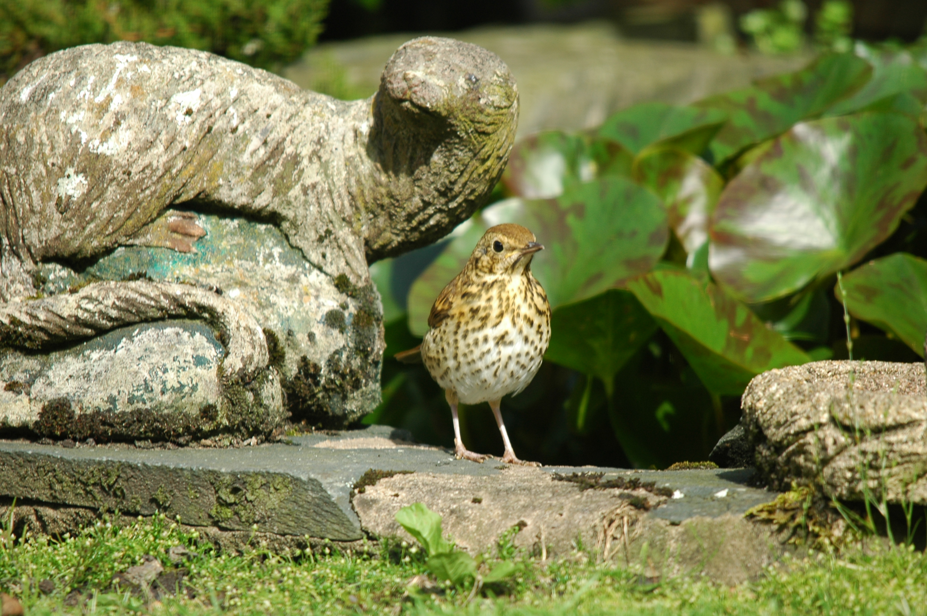 photos/wildlife/Bird_Species/146-Thrushes/6139-Song_Thrush/20090720-Burscough-09.jpg