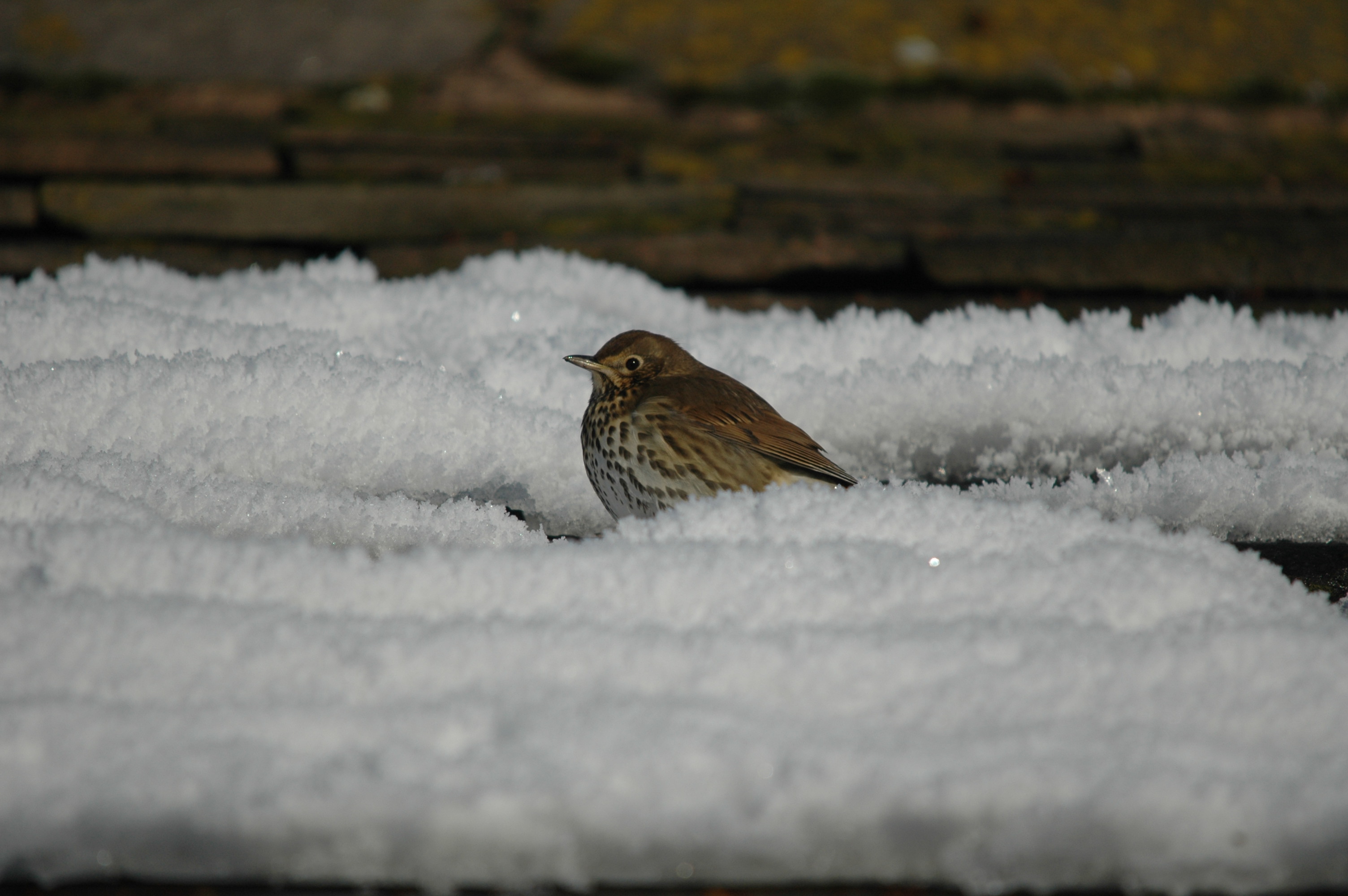 photos/wildlife/Bird_Species/146-Thrushes/6139-Song_Thrush/DSC_4526.JPG