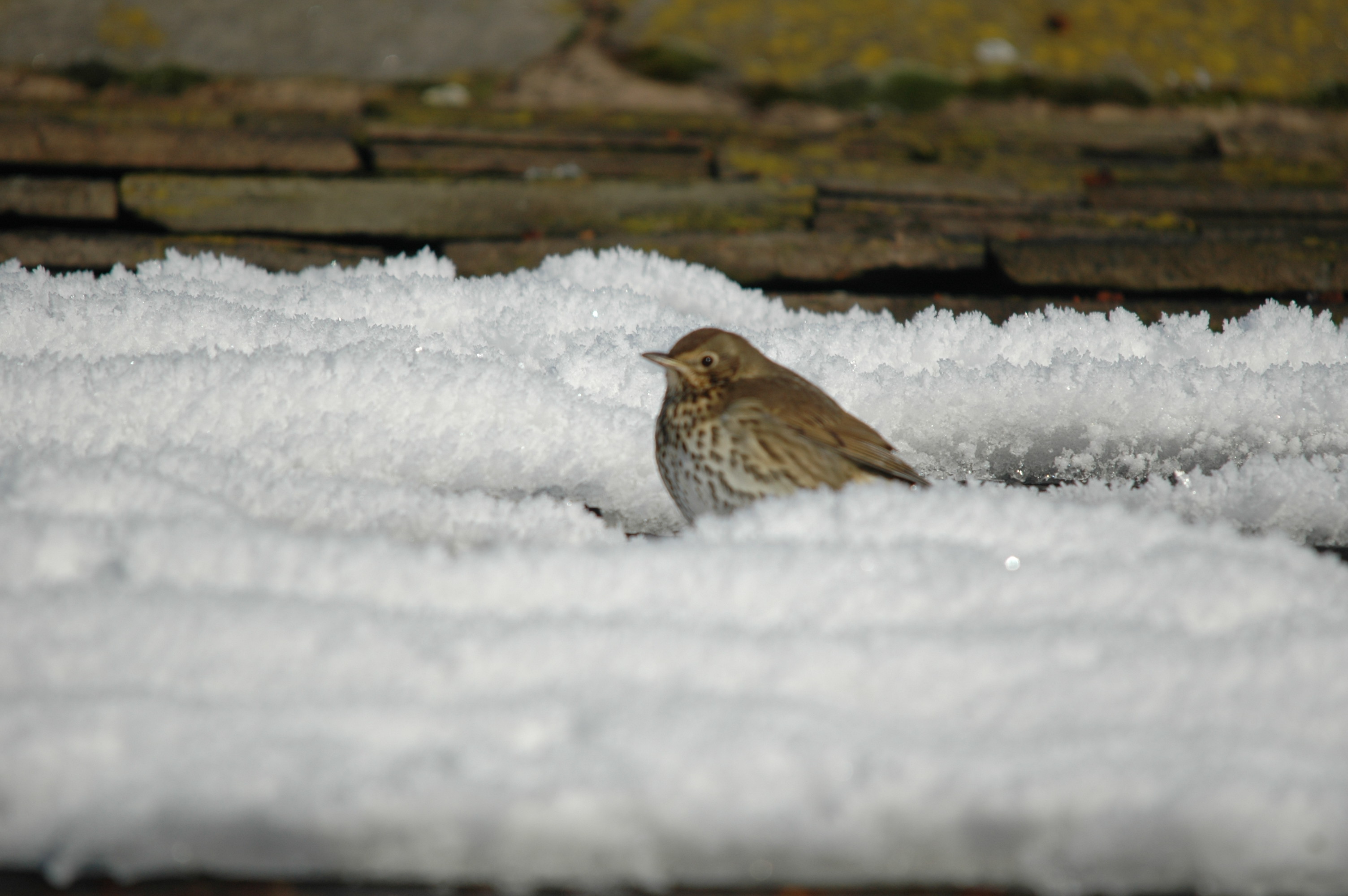 photos/wildlife/Bird_Species/146-Thrushes/6139-Song_Thrush/DSC_4528.JPG