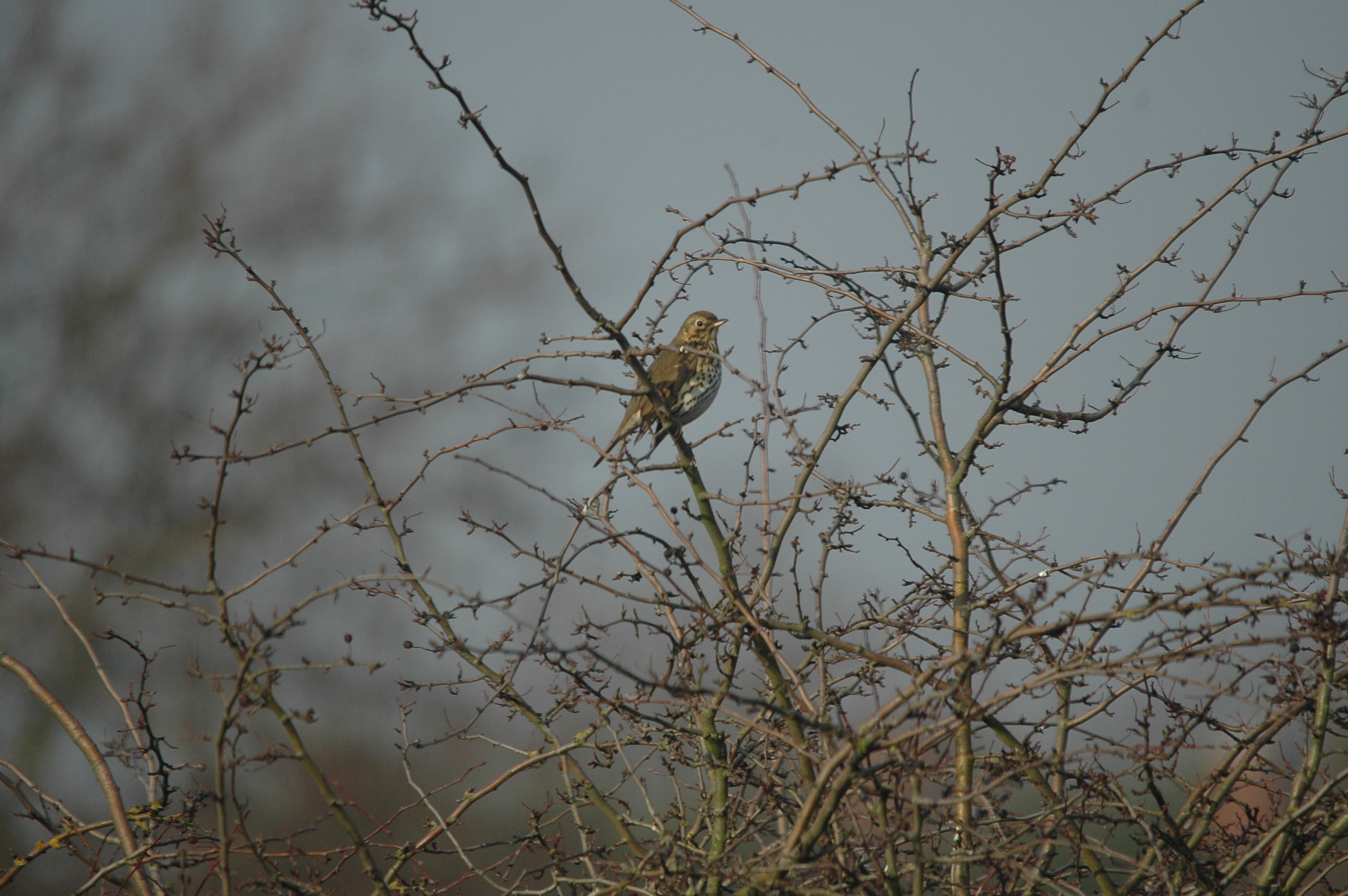 photos/wildlife/Bird_Species/146-Thrushes/6139-Song_Thrush/DSC_4805.JPG