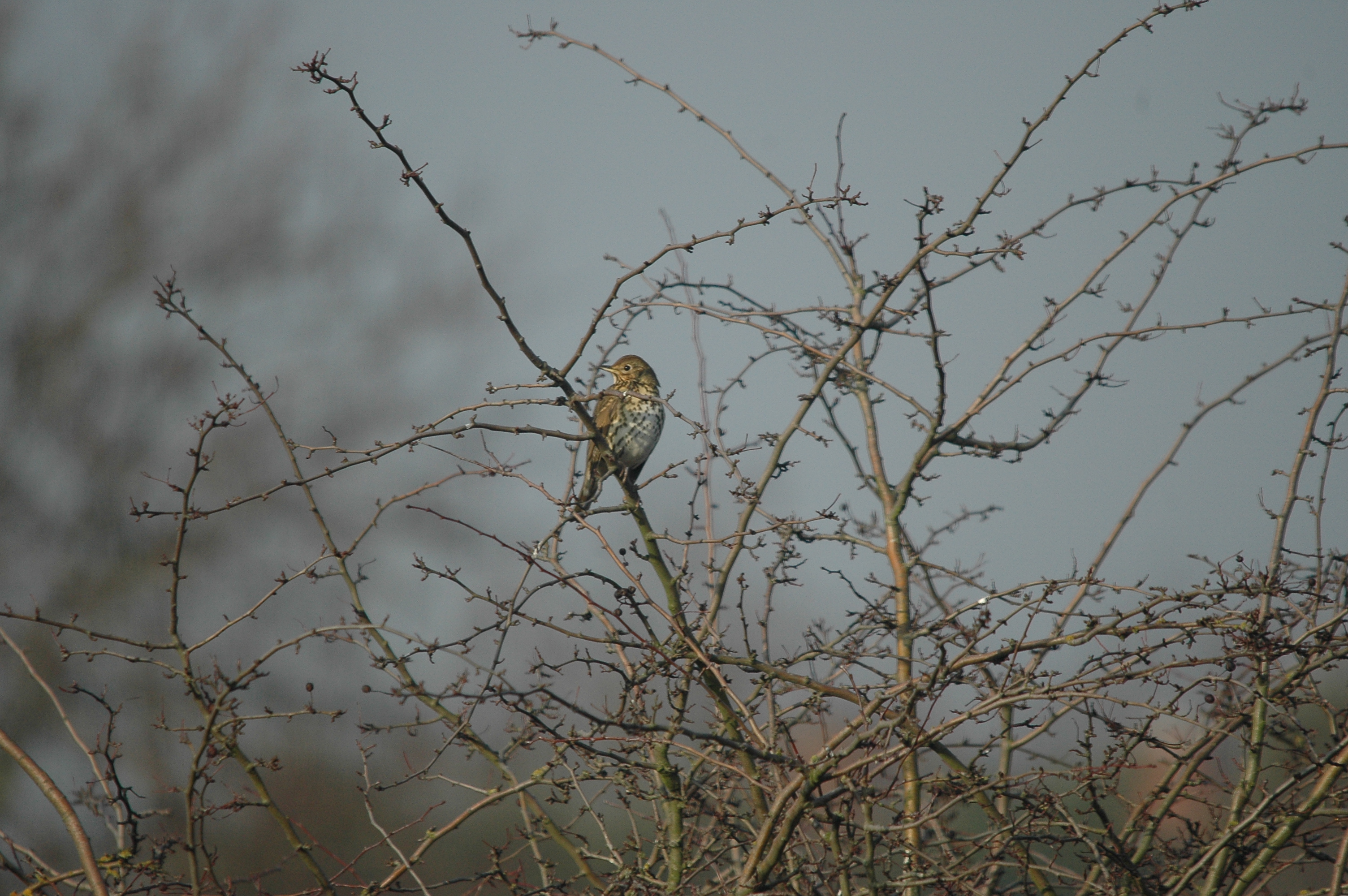 photos/wildlife/Bird_Species/146-Thrushes/6139-Song_Thrush/DSC_4806.JPG