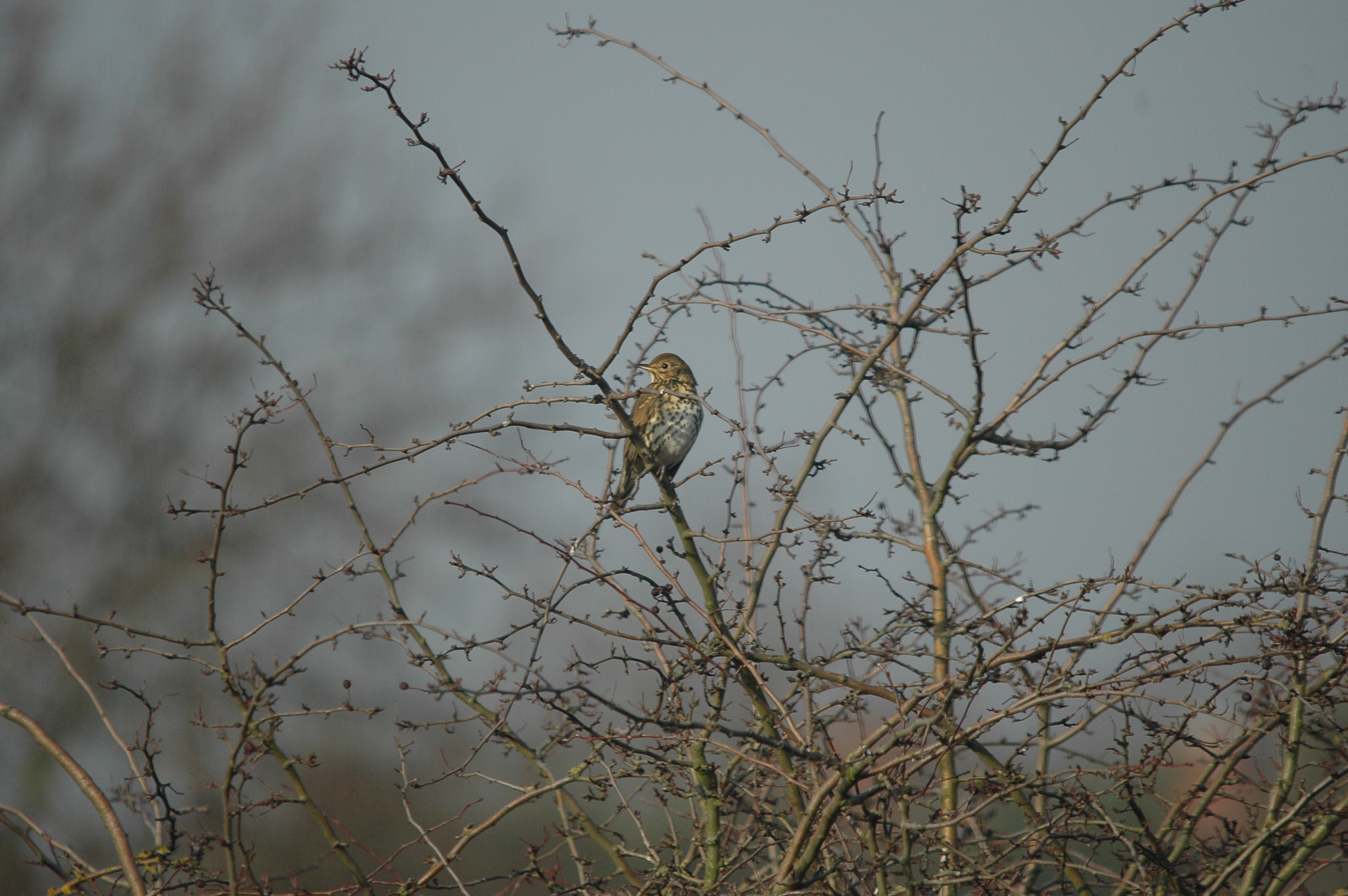 photos/wildlife/Bird_Species/146-Thrushes/6139-Song_Thrush/DSC_4807.JPG