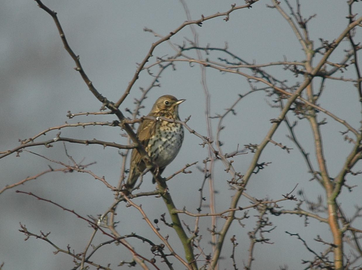 photos/wildlife/Bird_Species/146-Thrushes/6139-Song_Thrush/DSC_4808_small.jpg