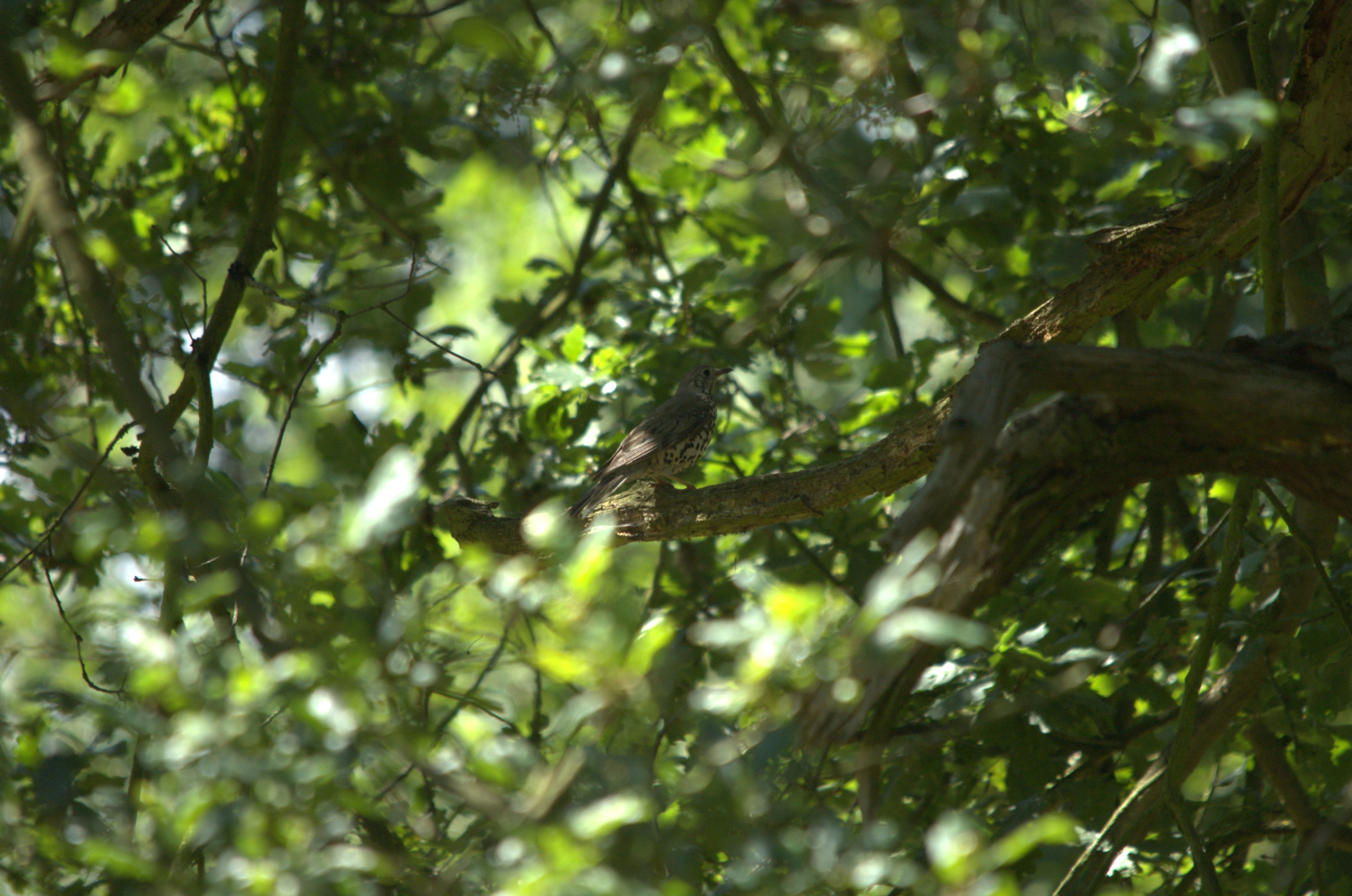 photos/wildlife/Bird_Species/146-Thrushes/6141-Mistle_Thrush/DSC_2391.jpg