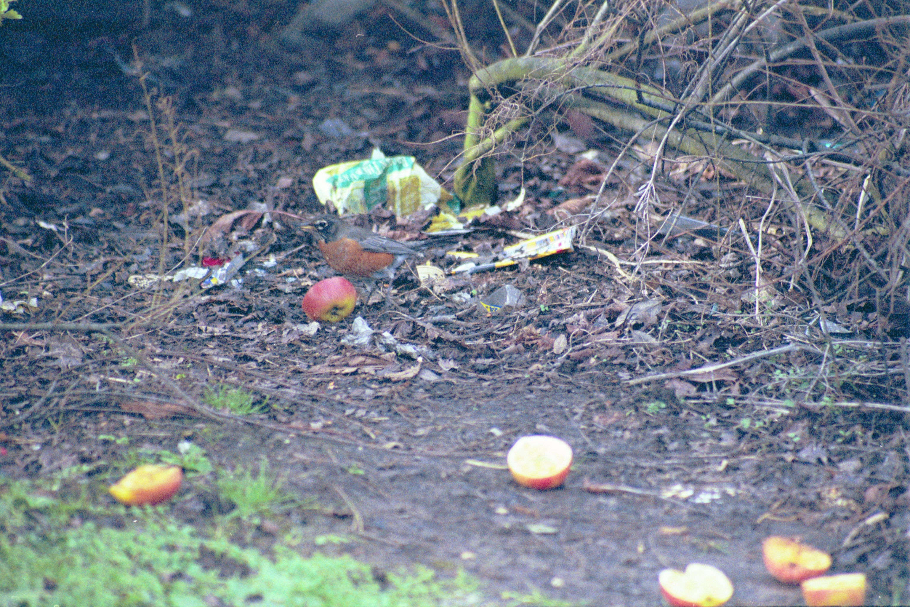 photos/wildlife/Bird_Species/146-Thrushes/6178-American_Robin/20040302-Scunthorpe-01.jpg