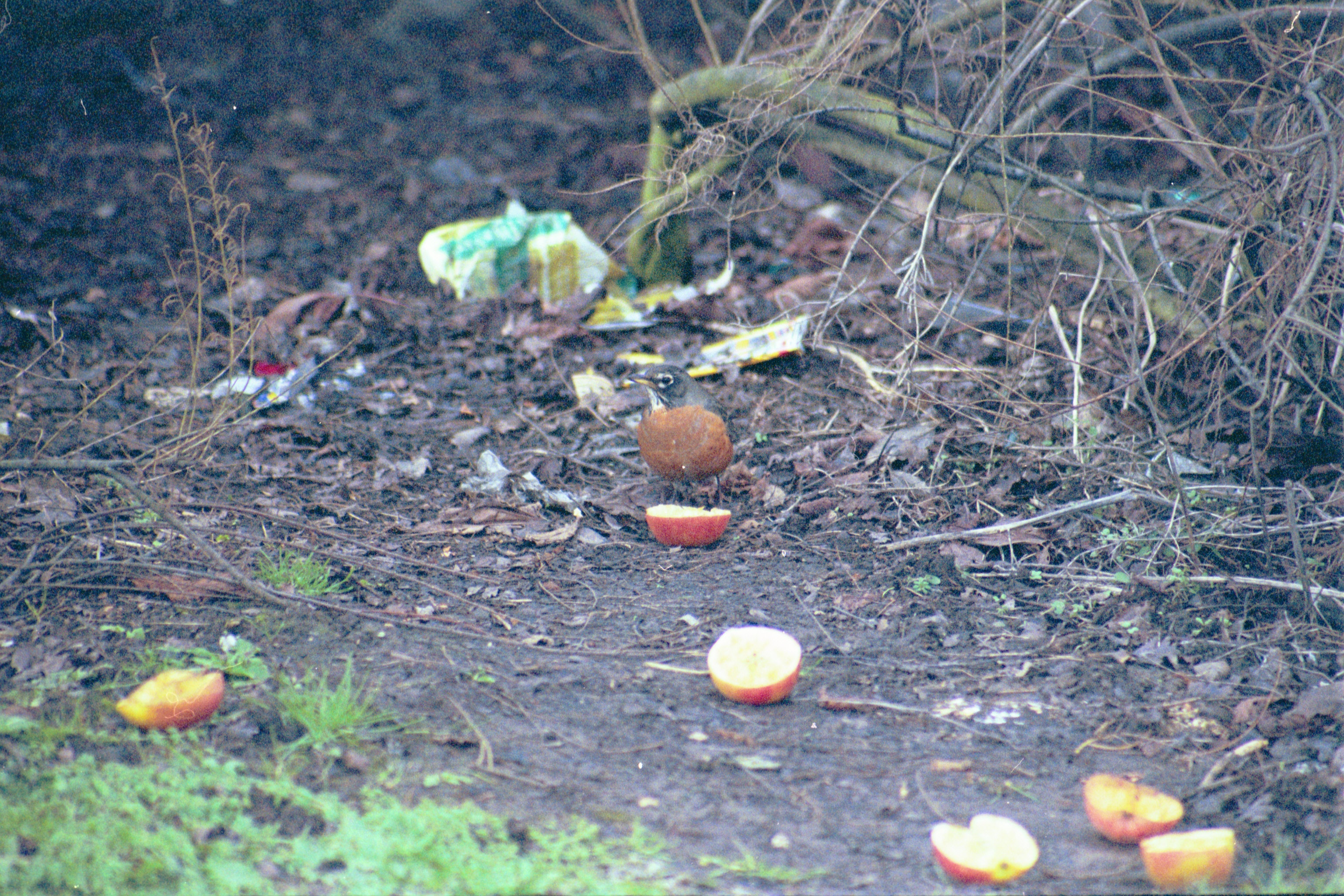 photos/wildlife/Bird_Species/146-Thrushes/6178-American_Robin/20040302-Scunthorpe-02.jpg