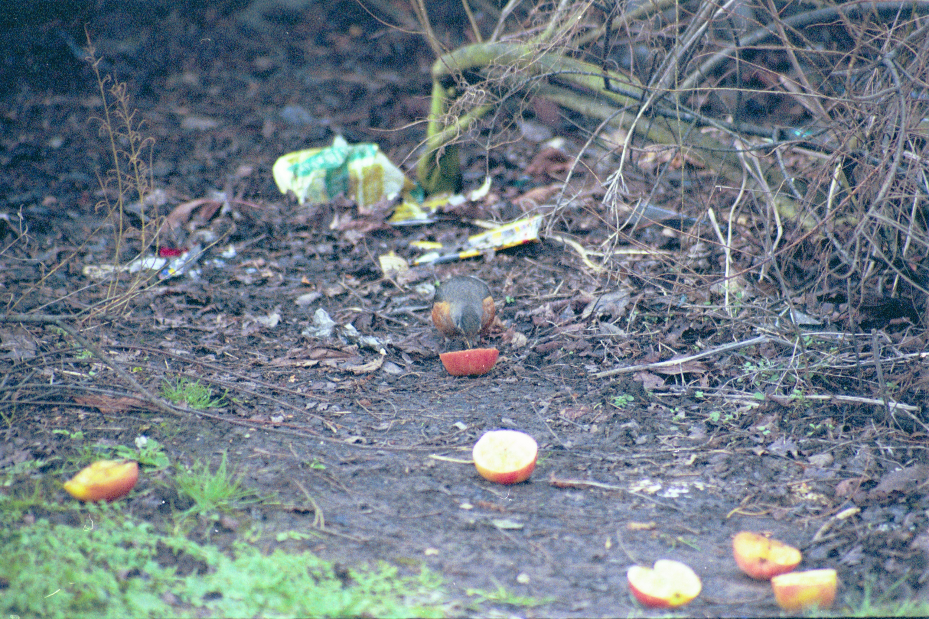 photos/wildlife/Bird_Species/146-Thrushes/6178-American_Robin/20040302-Scunthorpe-03.jpg