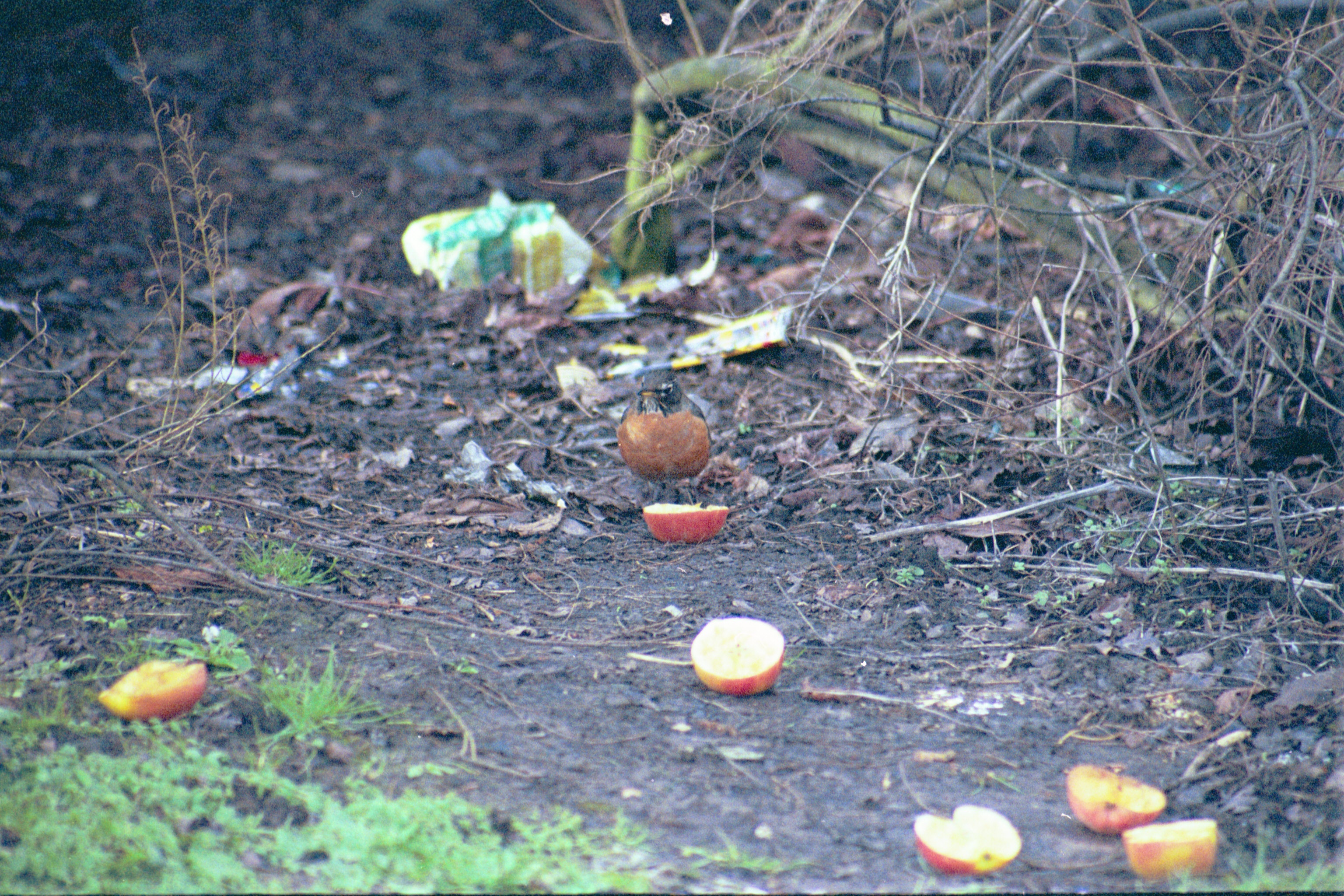 photos/wildlife/Bird_Species/146-Thrushes/6178-American_Robin/20040302-Scunthorpe-04.jpg