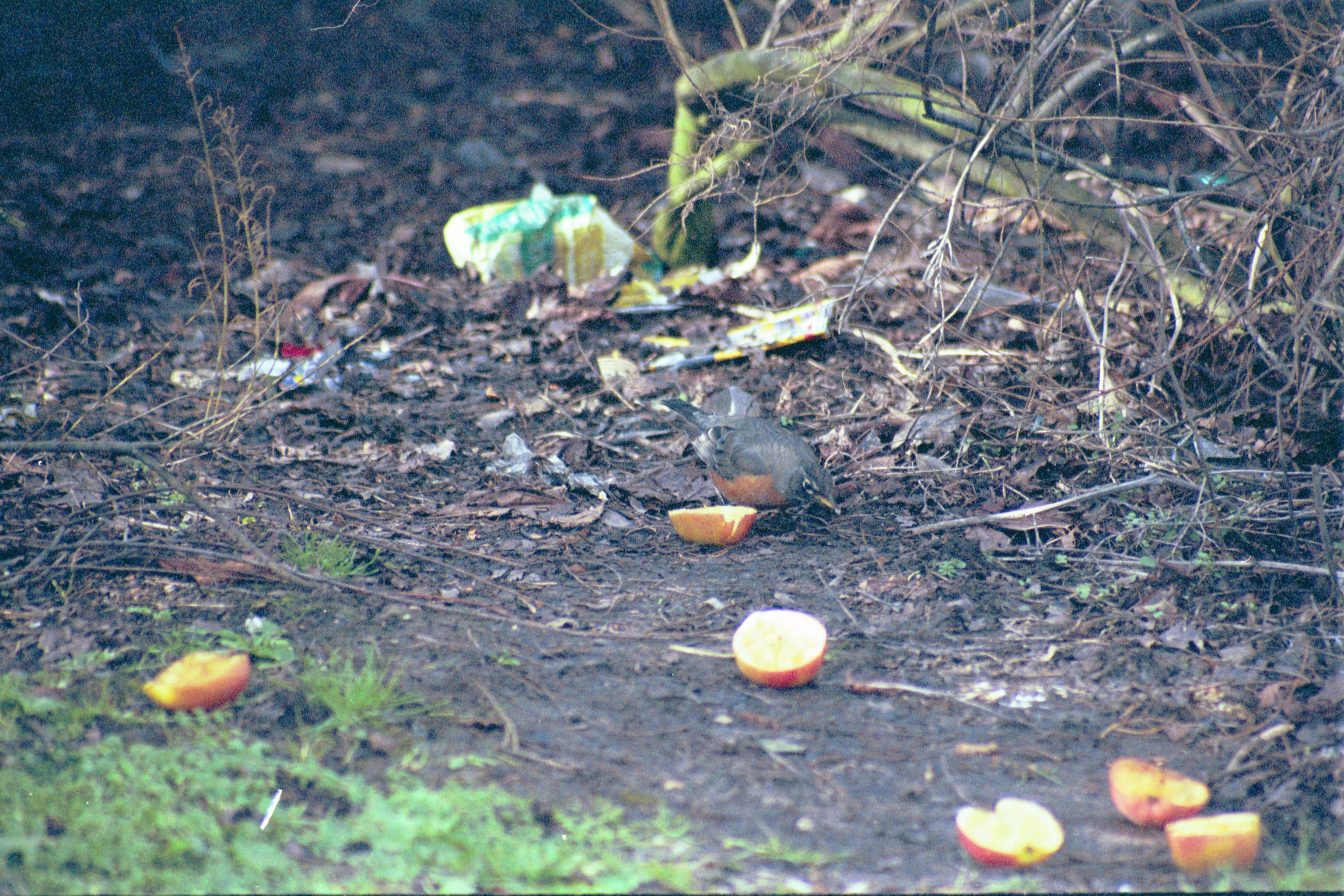 photos/wildlife/Bird_Species/146-Thrushes/6178-American_Robin/20040302-Scunthorpe-05.jpg