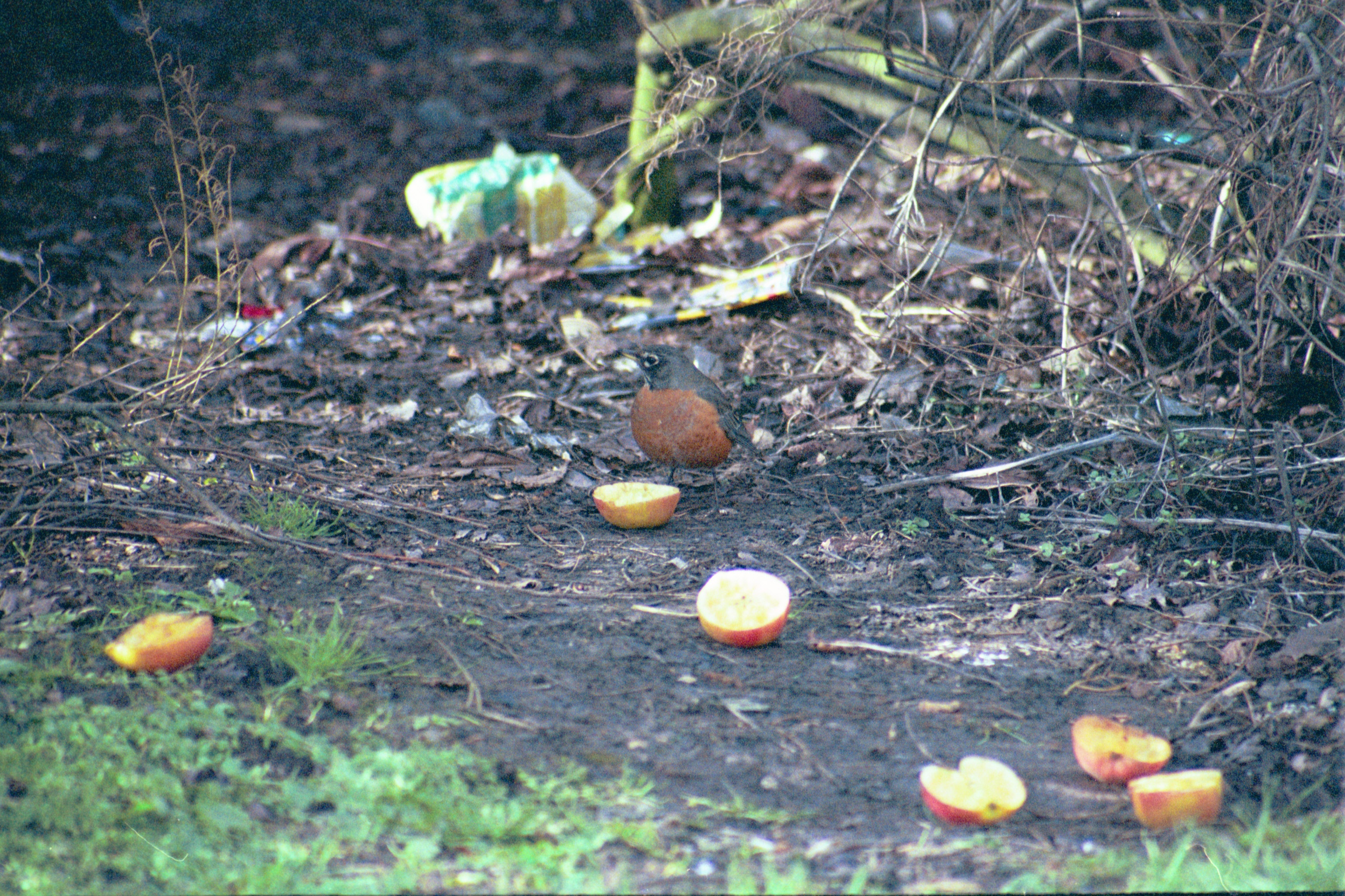 photos/wildlife/Bird_Species/146-Thrushes/6178-American_Robin/20040302-Scunthorpe-06.jpg