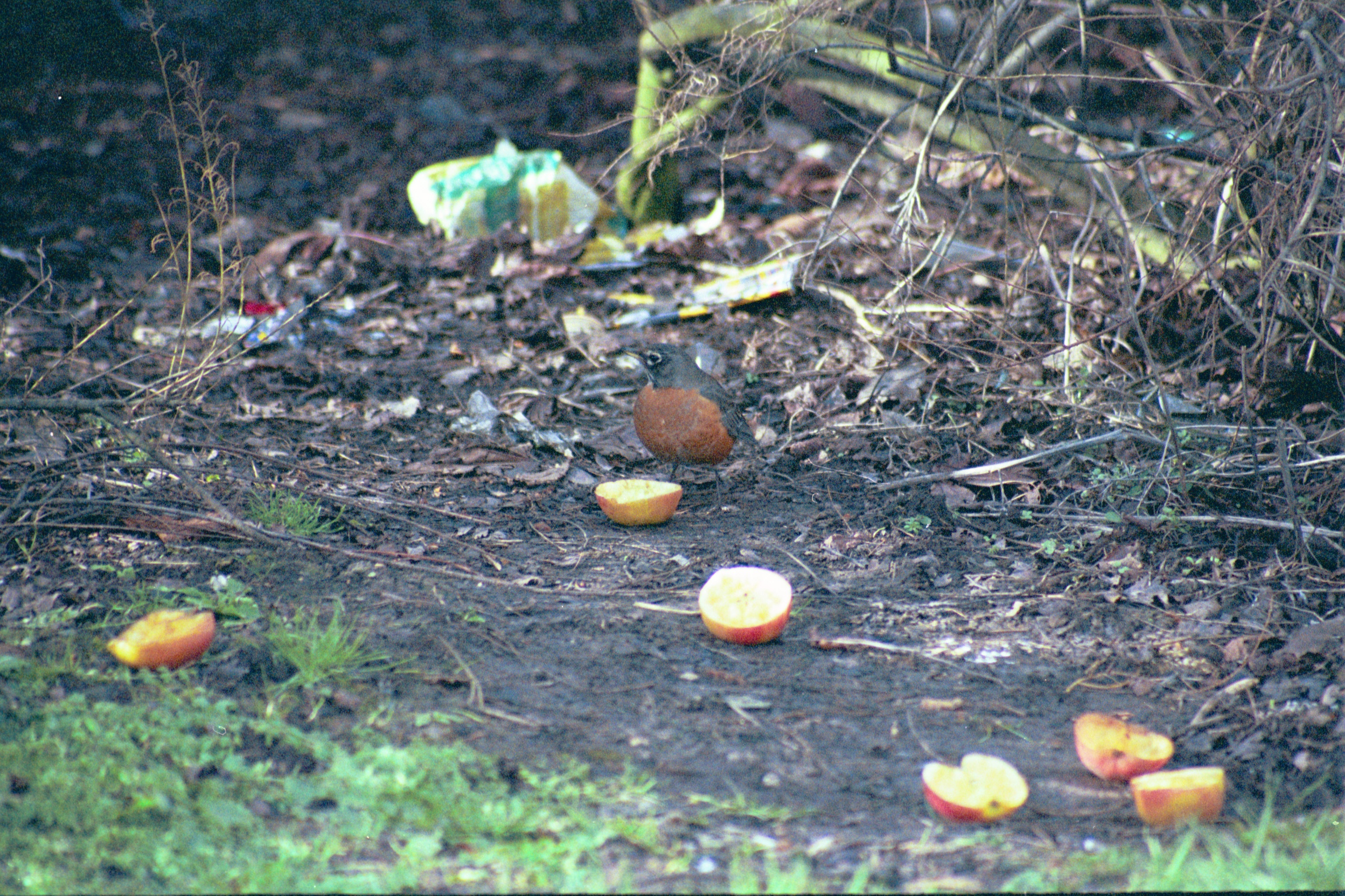 photos/wildlife/Bird_Species/146-Thrushes/6178-American_Robin/20040302-Scunthorpe-07.jpg