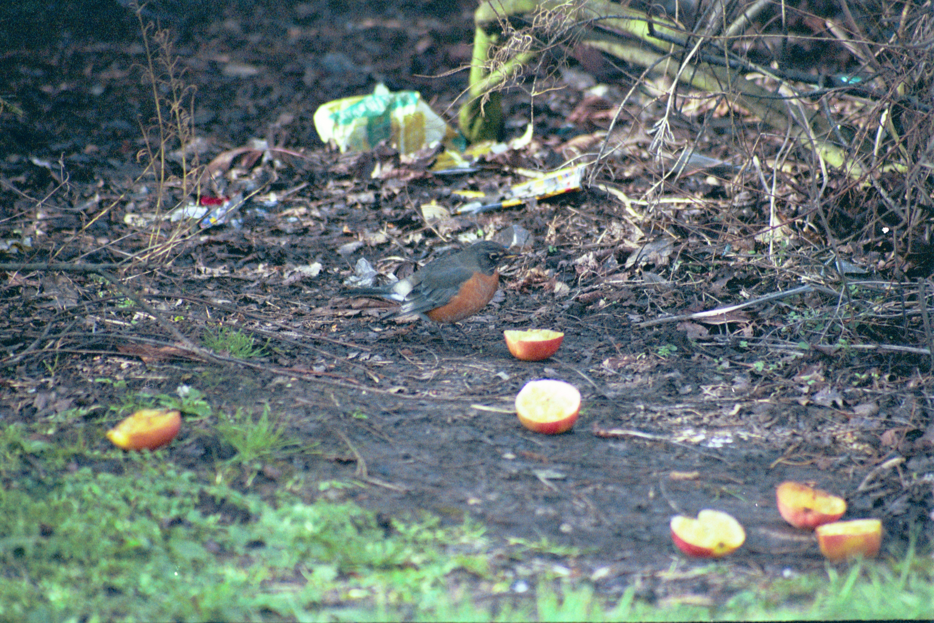 photos/wildlife/Bird_Species/146-Thrushes/6178-American_Robin/20040302-Scunthorpe-09.jpg