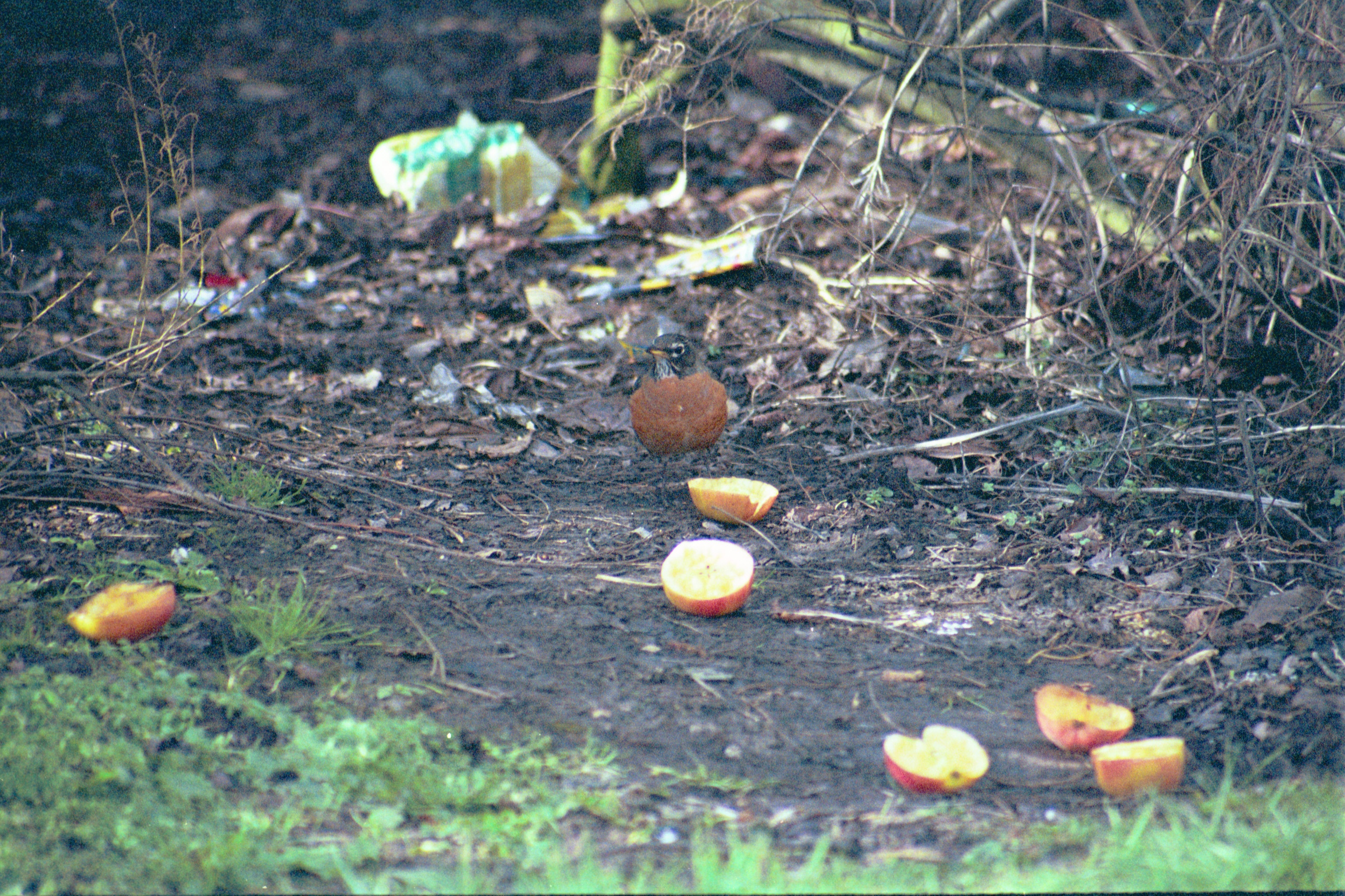 photos/wildlife/Bird_Species/146-Thrushes/6178-American_Robin/20040302-Scunthorpe-10.jpg