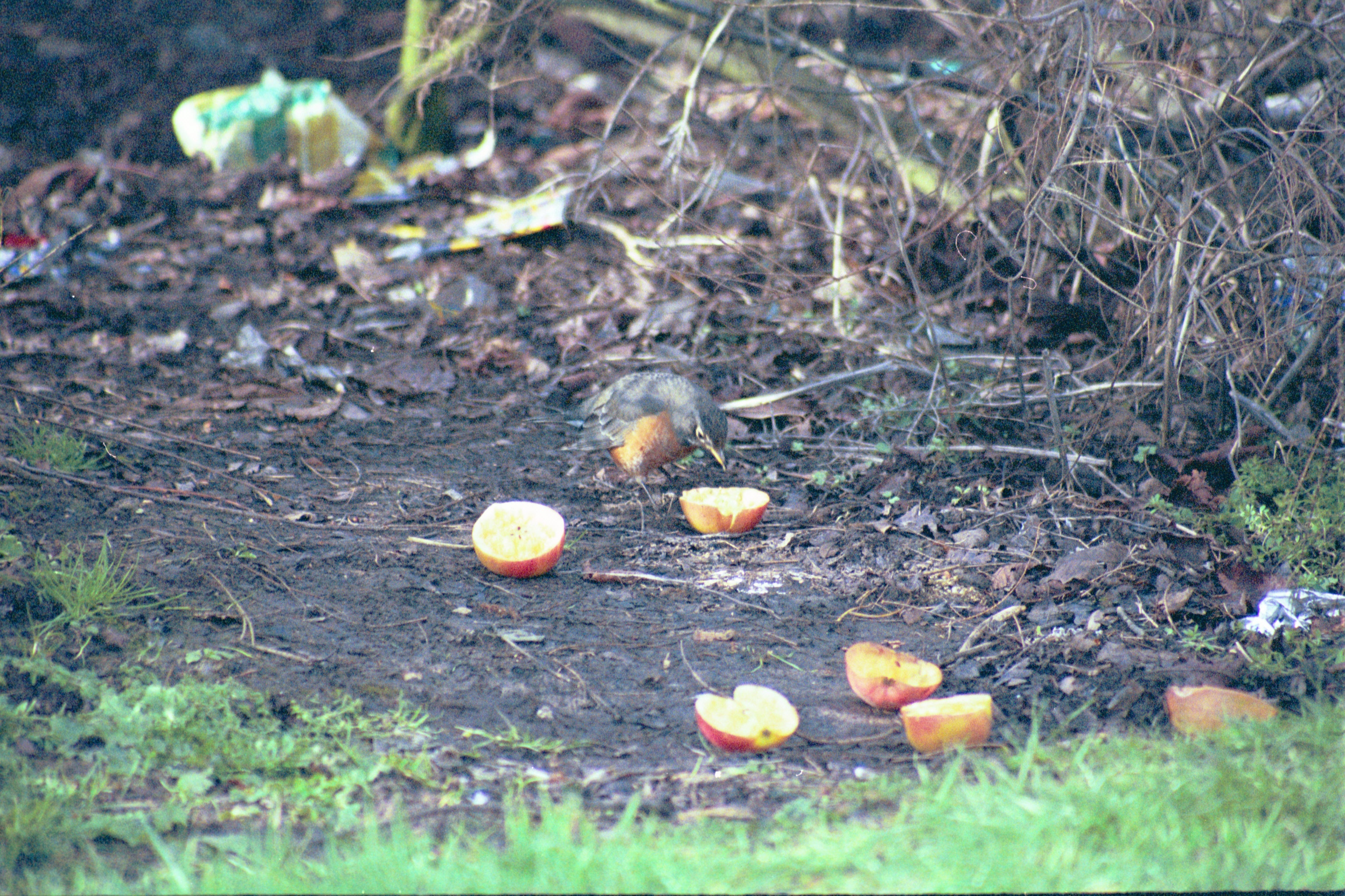 photos/wildlife/Bird_Species/146-Thrushes/6178-American_Robin/20040302-Scunthorpe-11.jpg