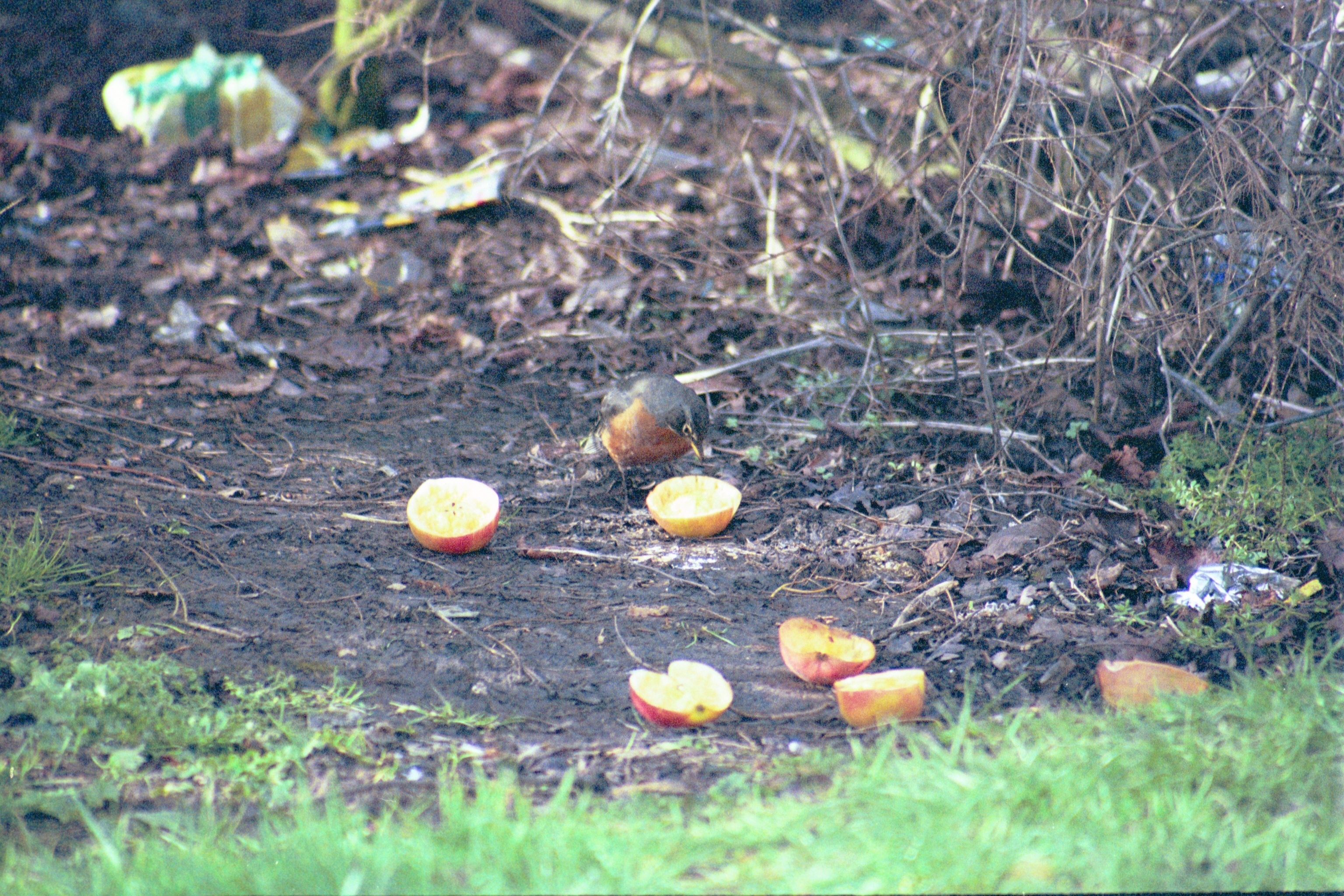 photos/wildlife/Bird_Species/146-Thrushes/6178-American_Robin/20040302-Scunthorpe-12.jpg