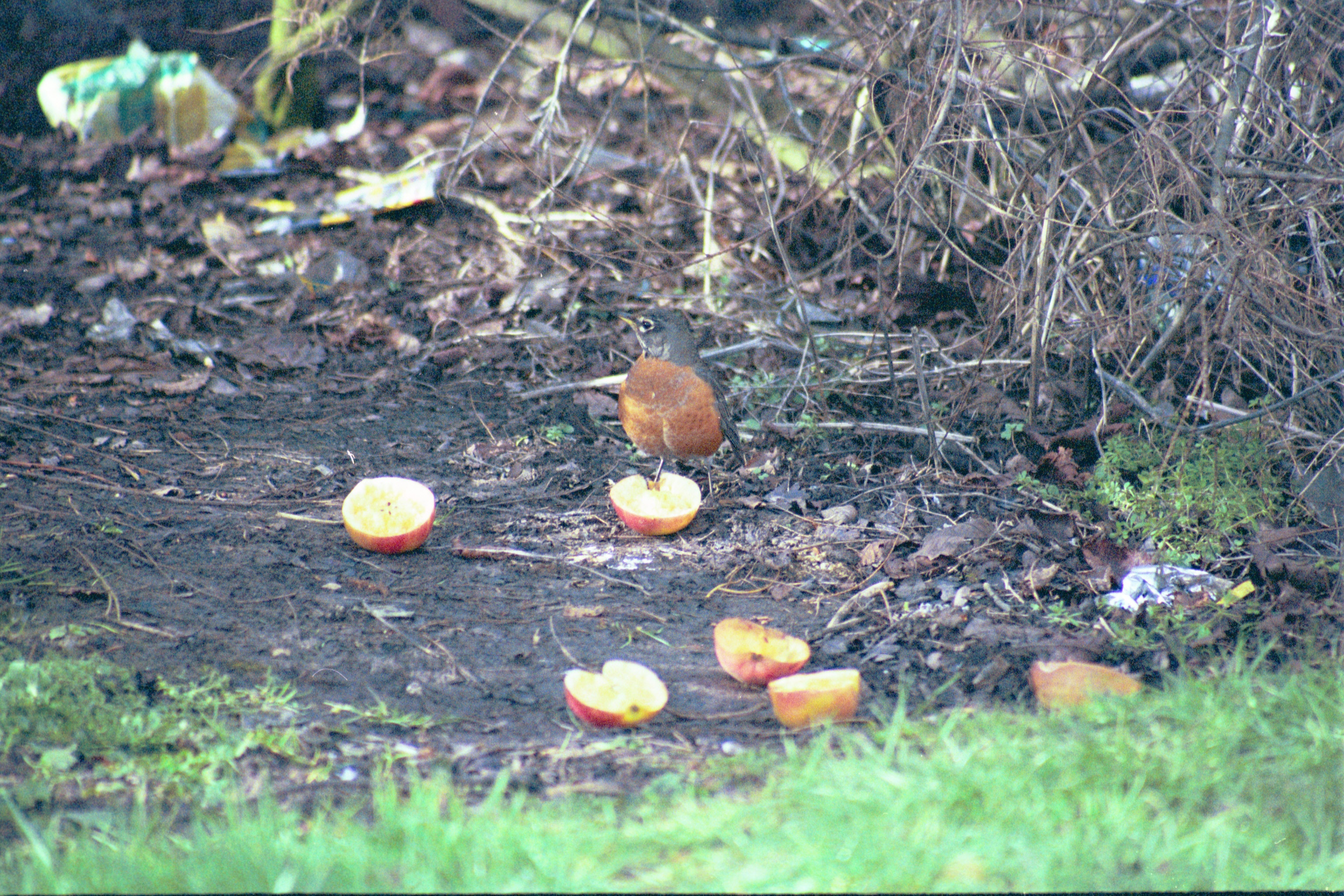 photos/wildlife/Bird_Species/146-Thrushes/6178-American_Robin/20040302-Scunthorpe-13.jpg