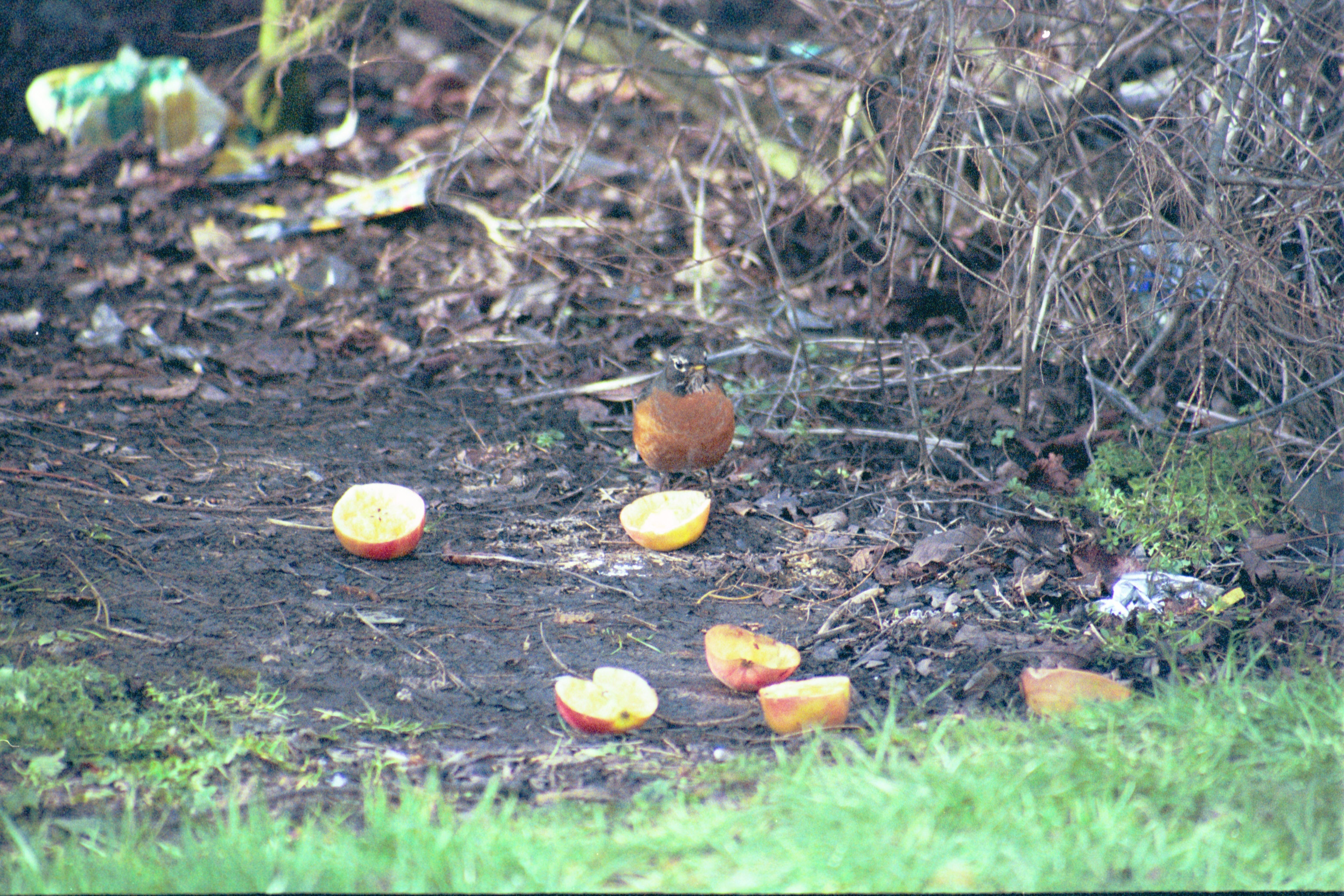 photos/wildlife/Bird_Species/146-Thrushes/6178-American_Robin/20040302-Scunthorpe-14.jpg