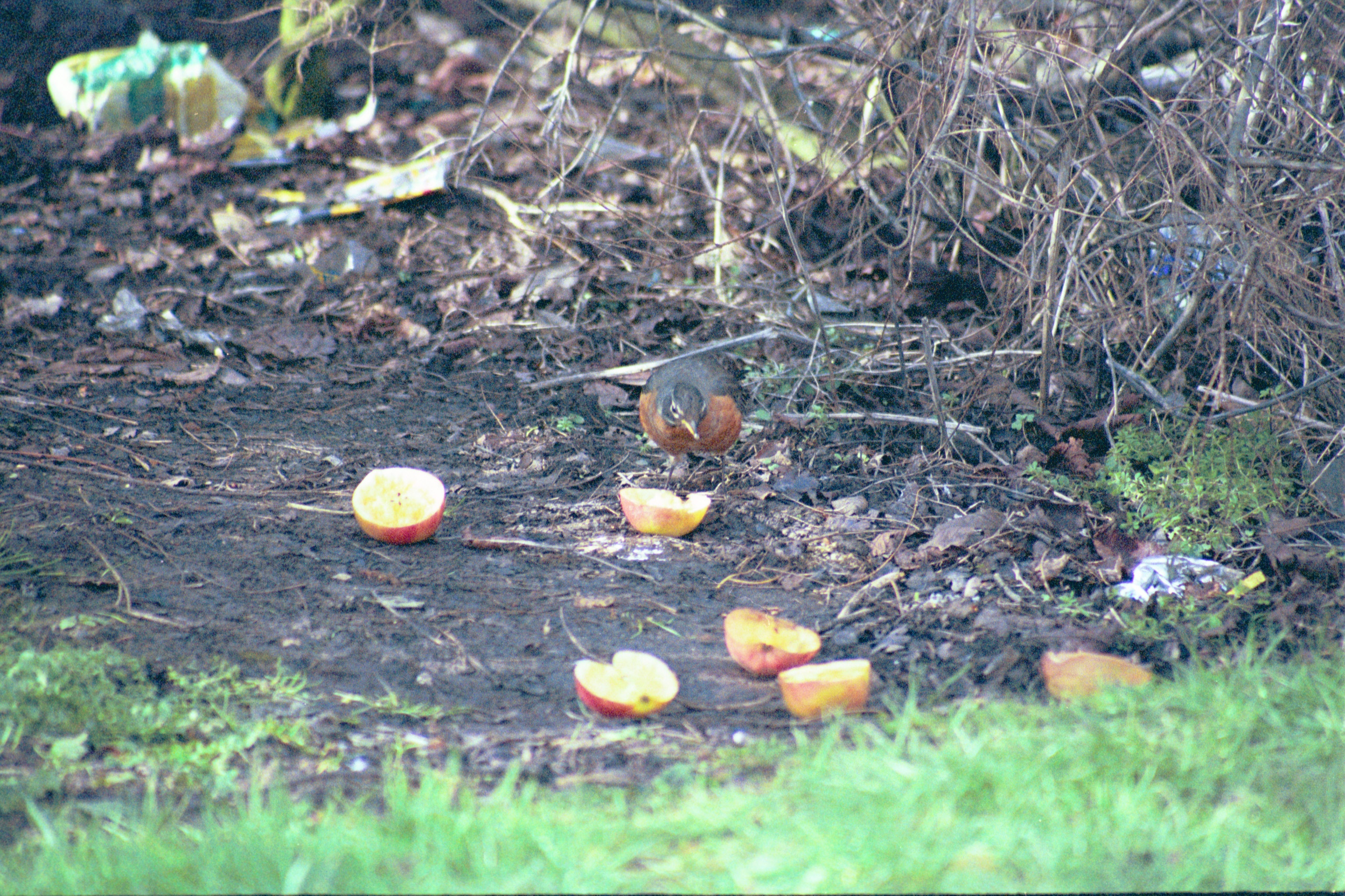 photos/wildlife/Bird_Species/146-Thrushes/6178-American_Robin/20040302-Scunthorpe-15.jpg