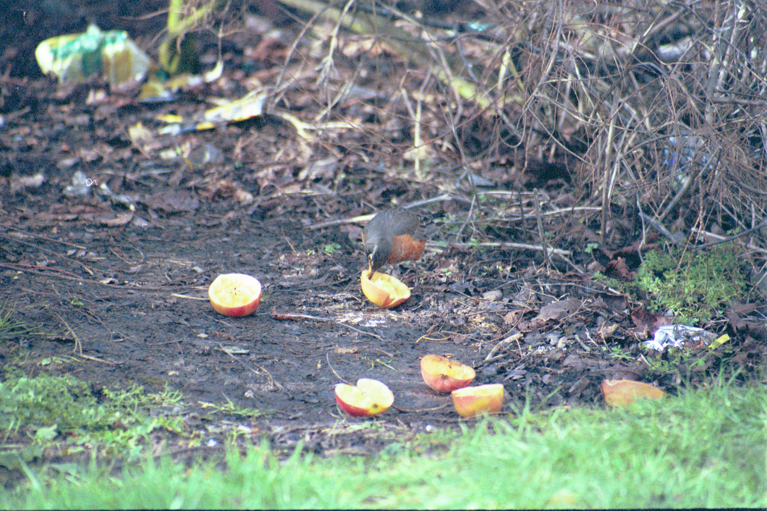 photos/wildlife/Bird_Species/146-Thrushes/6178-American_Robin/20040302-Scunthorpe-16.jpg