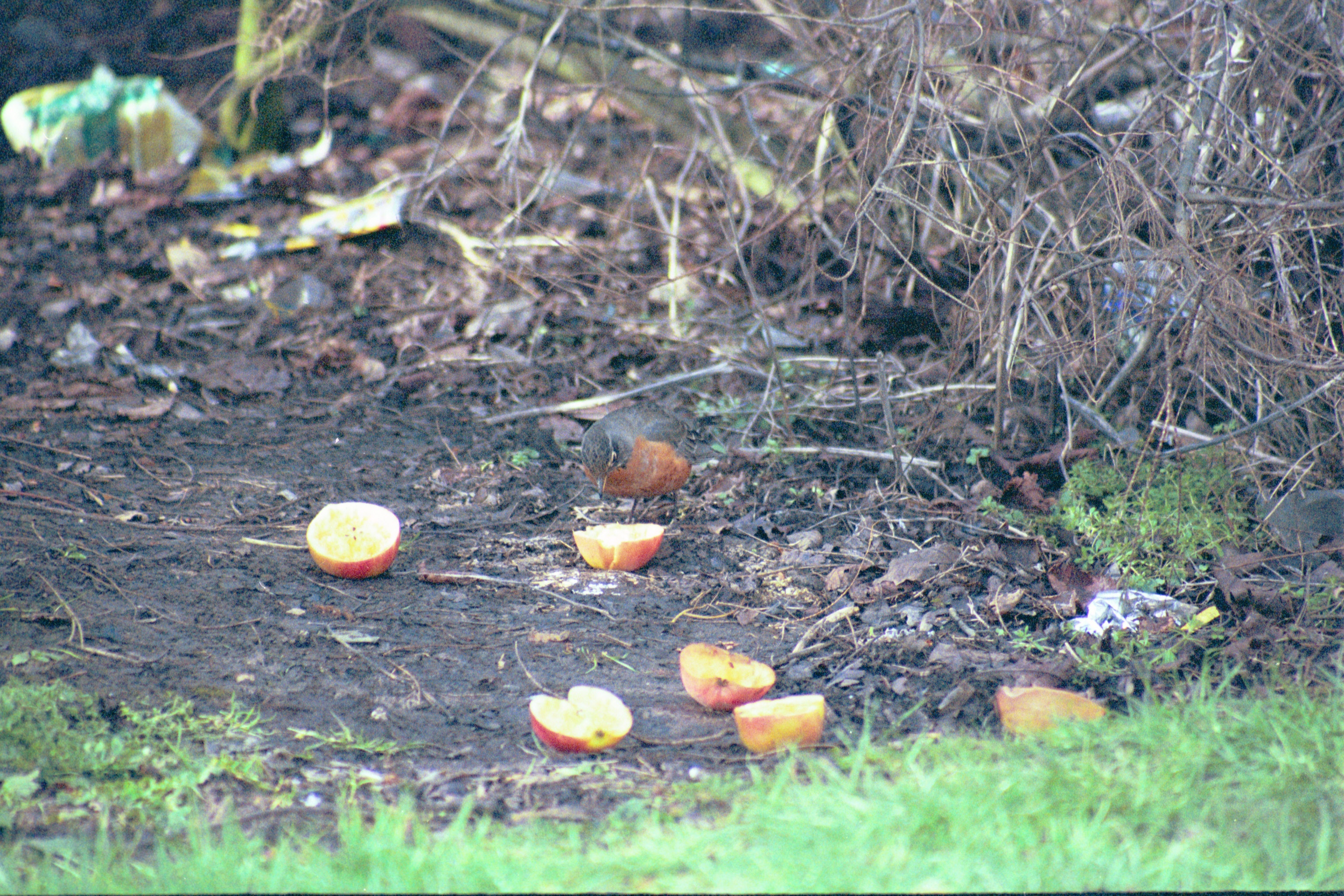 photos/wildlife/Bird_Species/146-Thrushes/6178-American_Robin/20040302-Scunthorpe-17.jpg