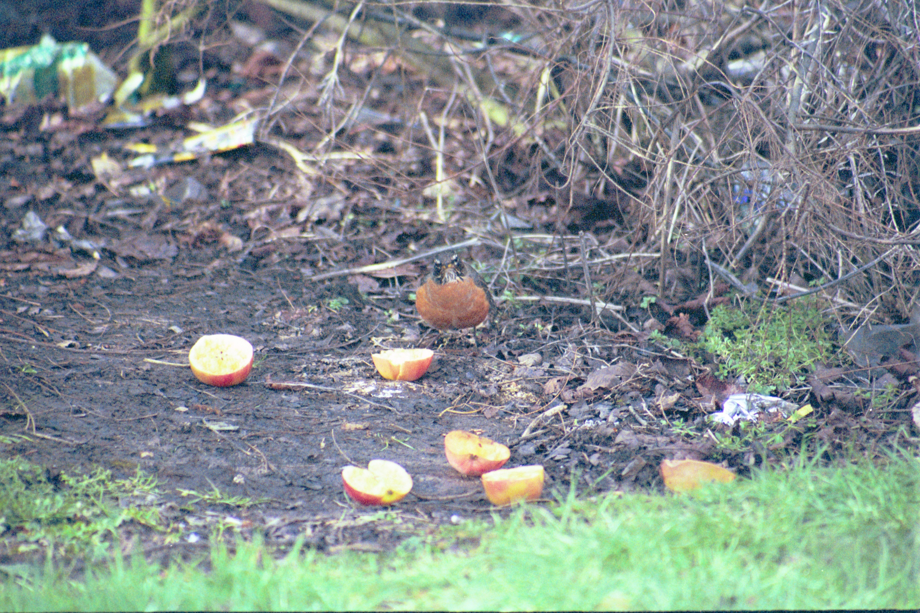 photos/wildlife/Bird_Species/146-Thrushes/6178-American_Robin/20040302-Scunthorpe-18.jpg