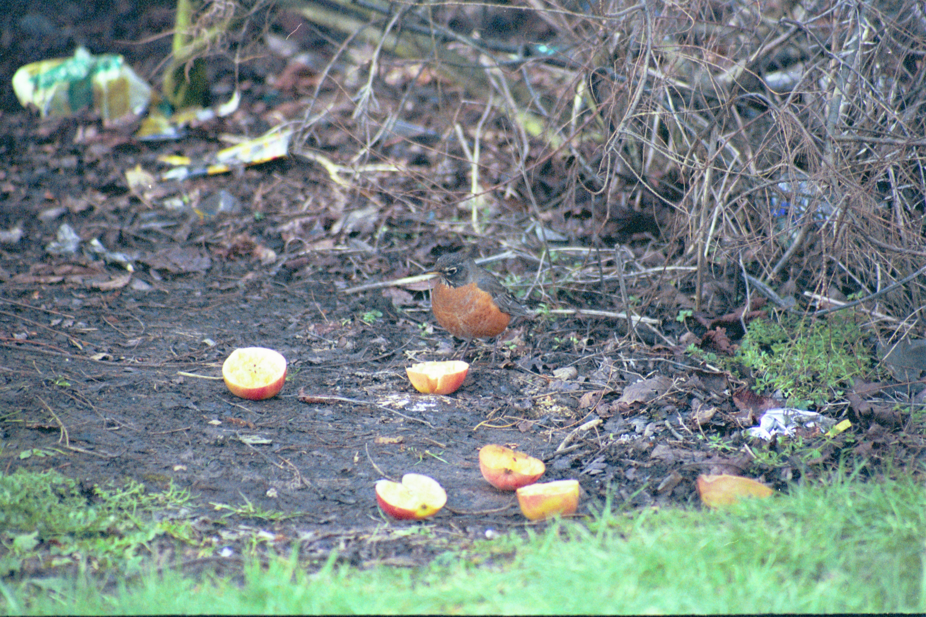 photos/wildlife/Bird_Species/146-Thrushes/6178-American_Robin/20040302-Scunthorpe-19.jpg