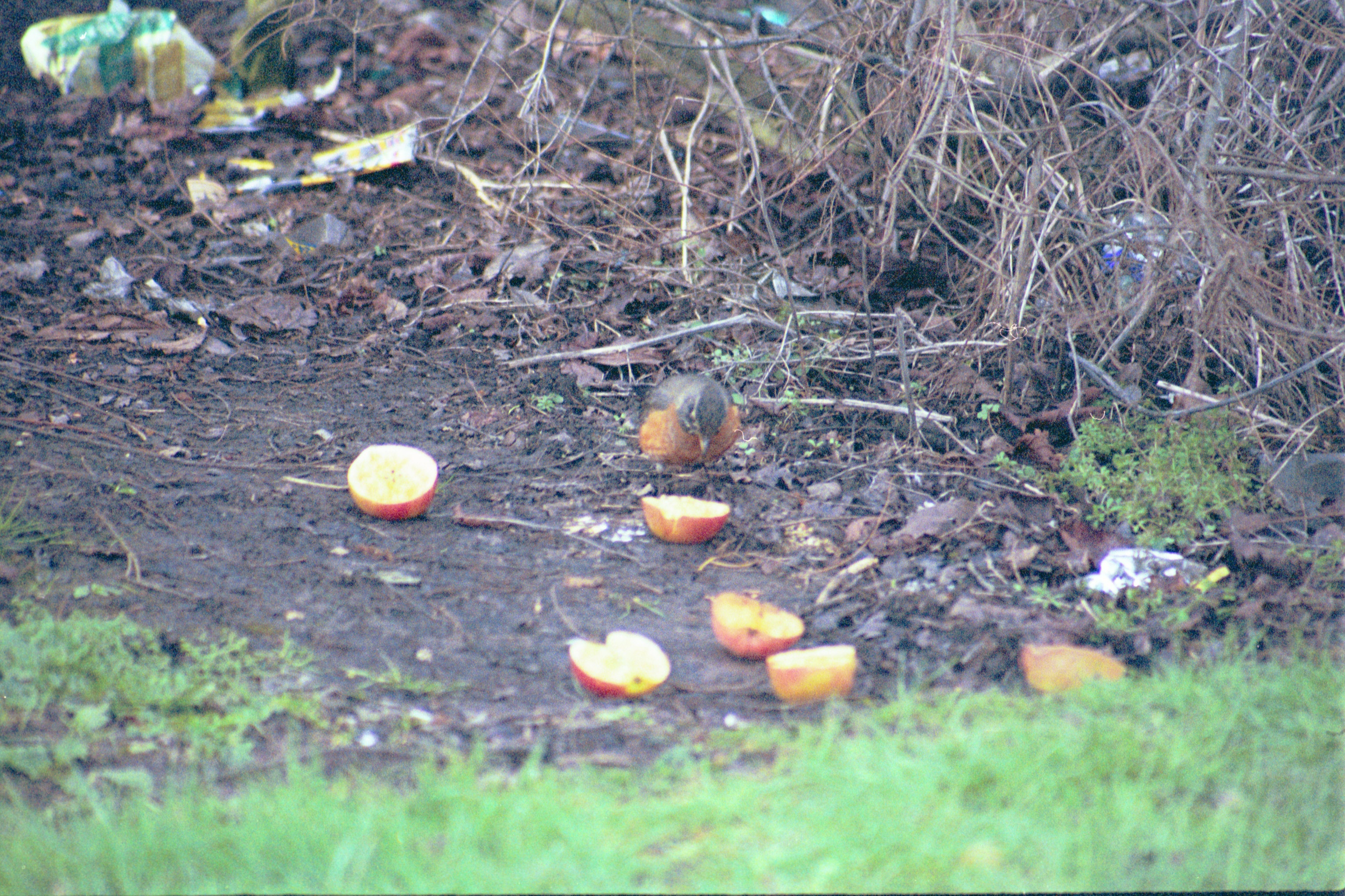 photos/wildlife/Bird_Species/146-Thrushes/6178-American_Robin/20040302-Scunthorpe-20.jpg