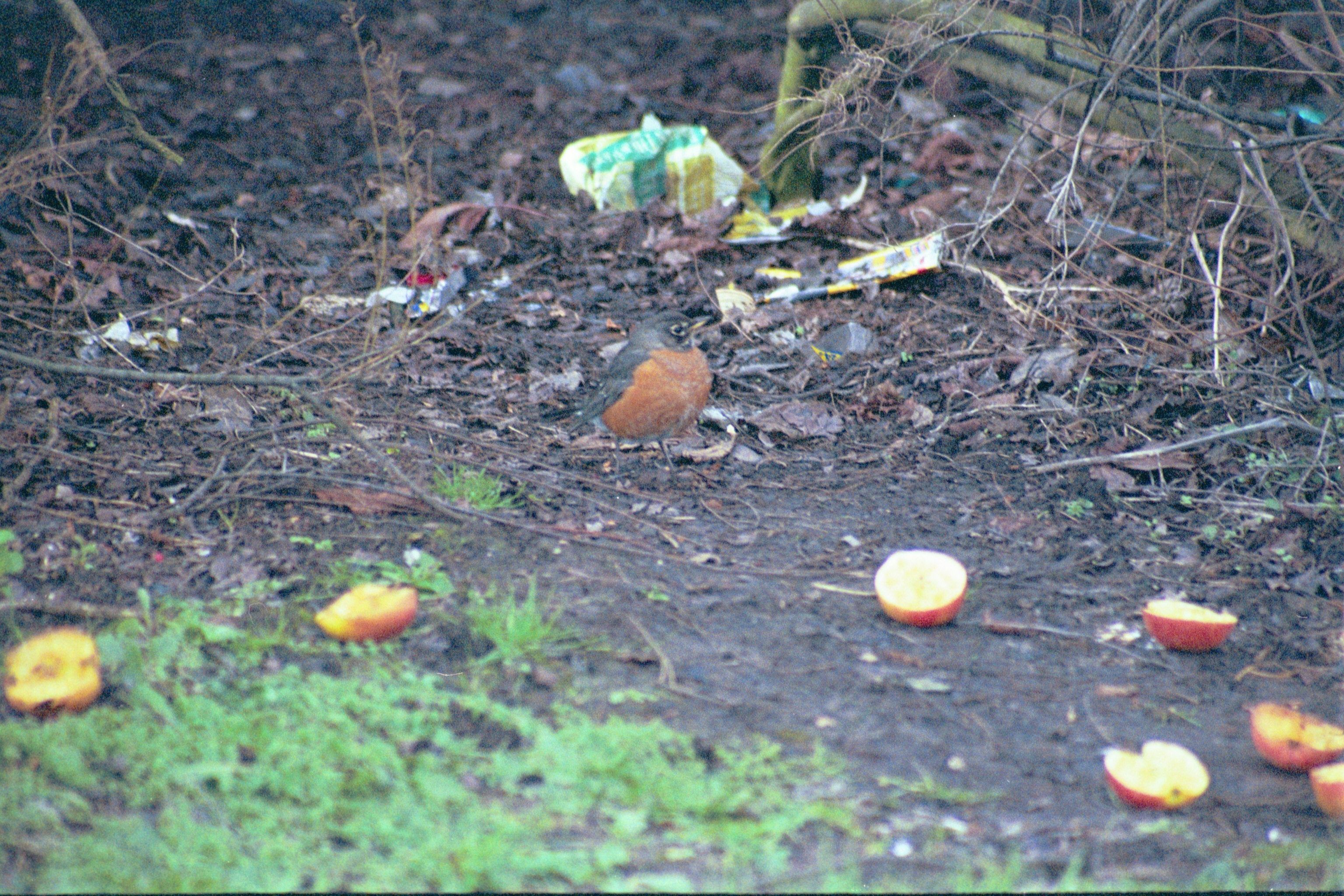 photos/wildlife/Bird_Species/146-Thrushes/6178-American_Robin/20040302-Scunthorpe-21.jpg