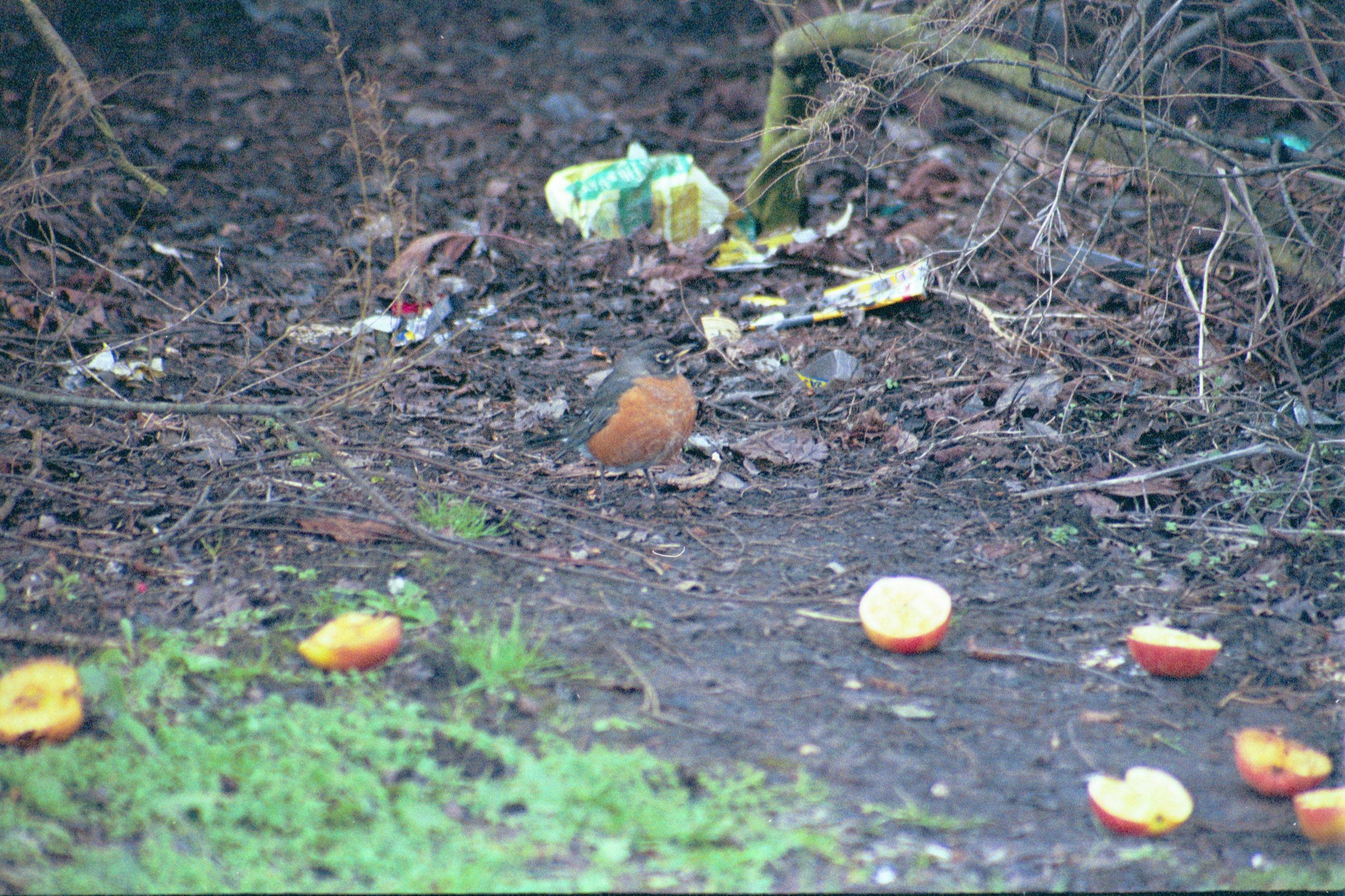 photos/wildlife/Bird_Species/146-Thrushes/6178-American_Robin/20040302-Scunthorpe-22.jpg