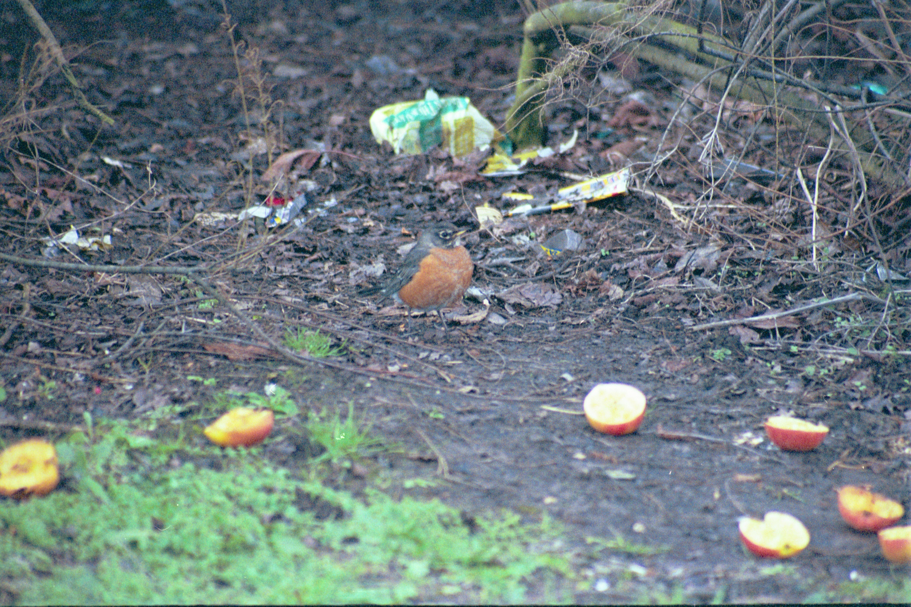 photos/wildlife/Bird_Species/146-Thrushes/6178-American_Robin/20040302-Scunthorpe-23.jpg