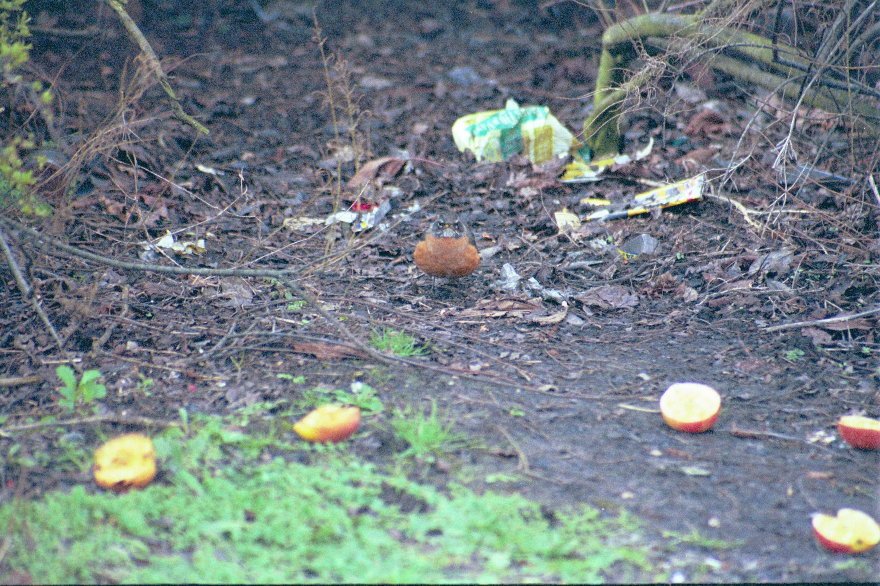 photos/wildlife/Bird_Species/146-Thrushes/6178-American_Robin/20040302-Scunthorpe-24.jpg