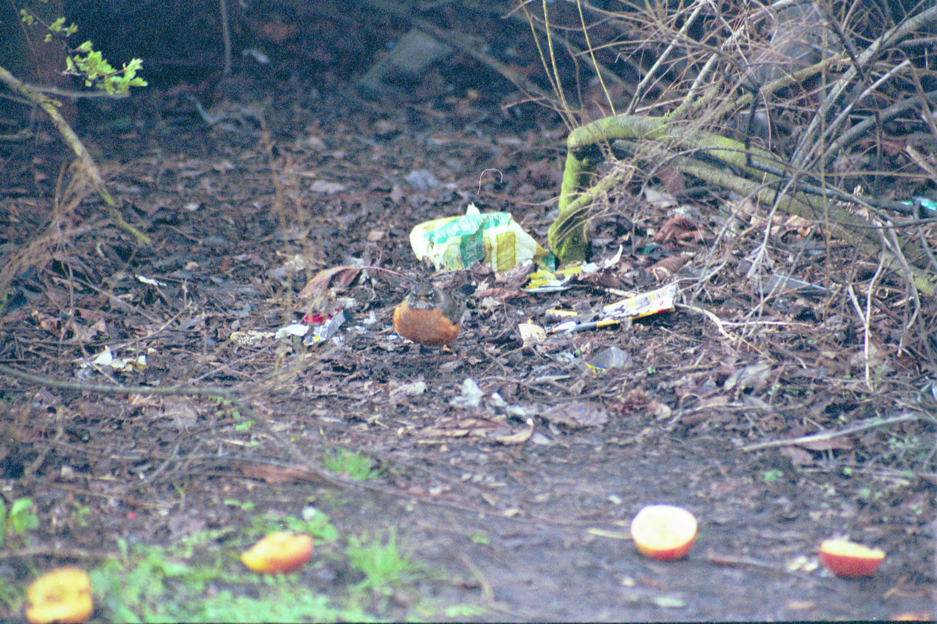photos/wildlife/Bird_Species/146-Thrushes/6178-American_Robin/20040302-Scunthorpe-25.jpg