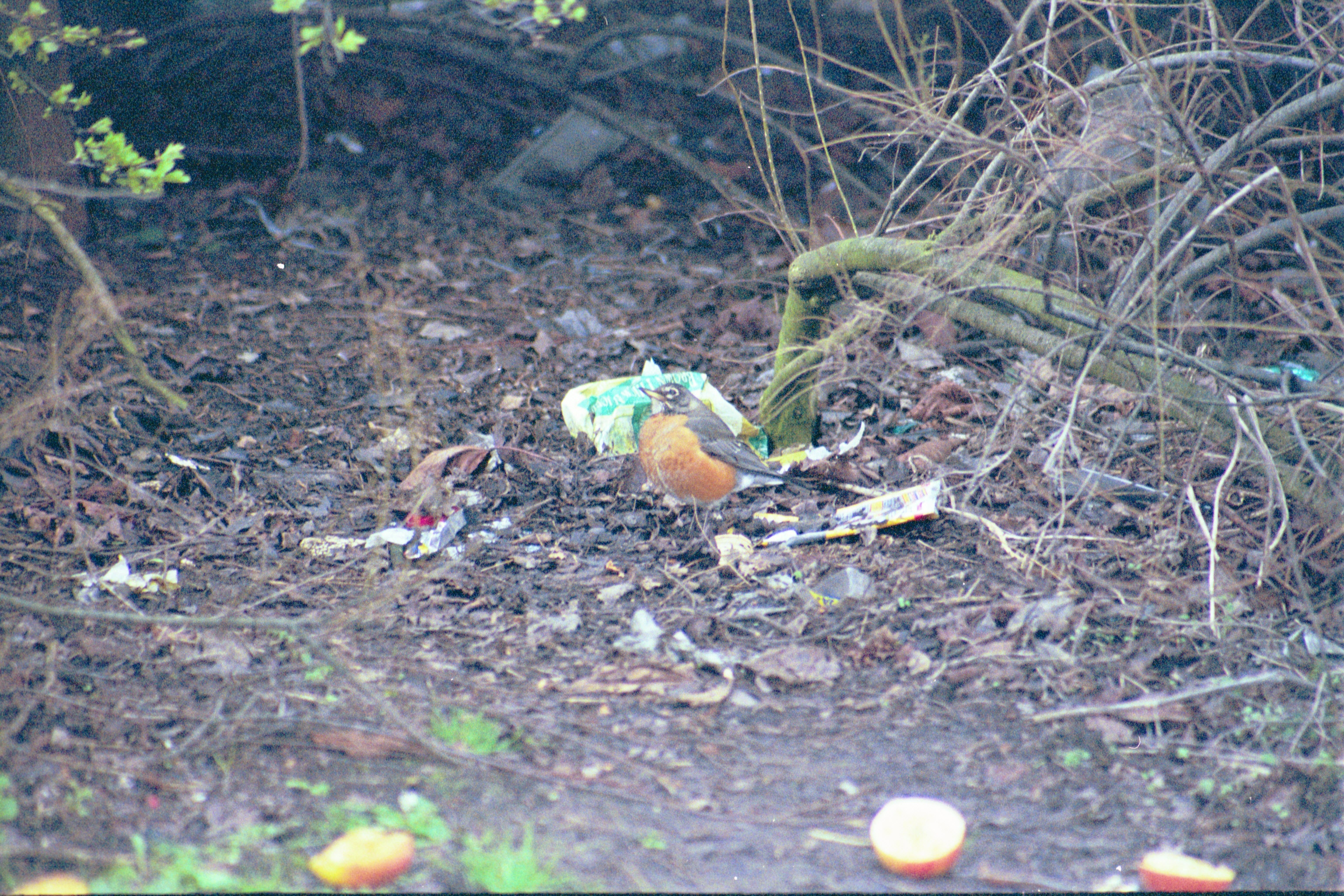 photos/wildlife/Bird_Species/146-Thrushes/6178-American_Robin/20040302-Scunthorpe-26.jpg