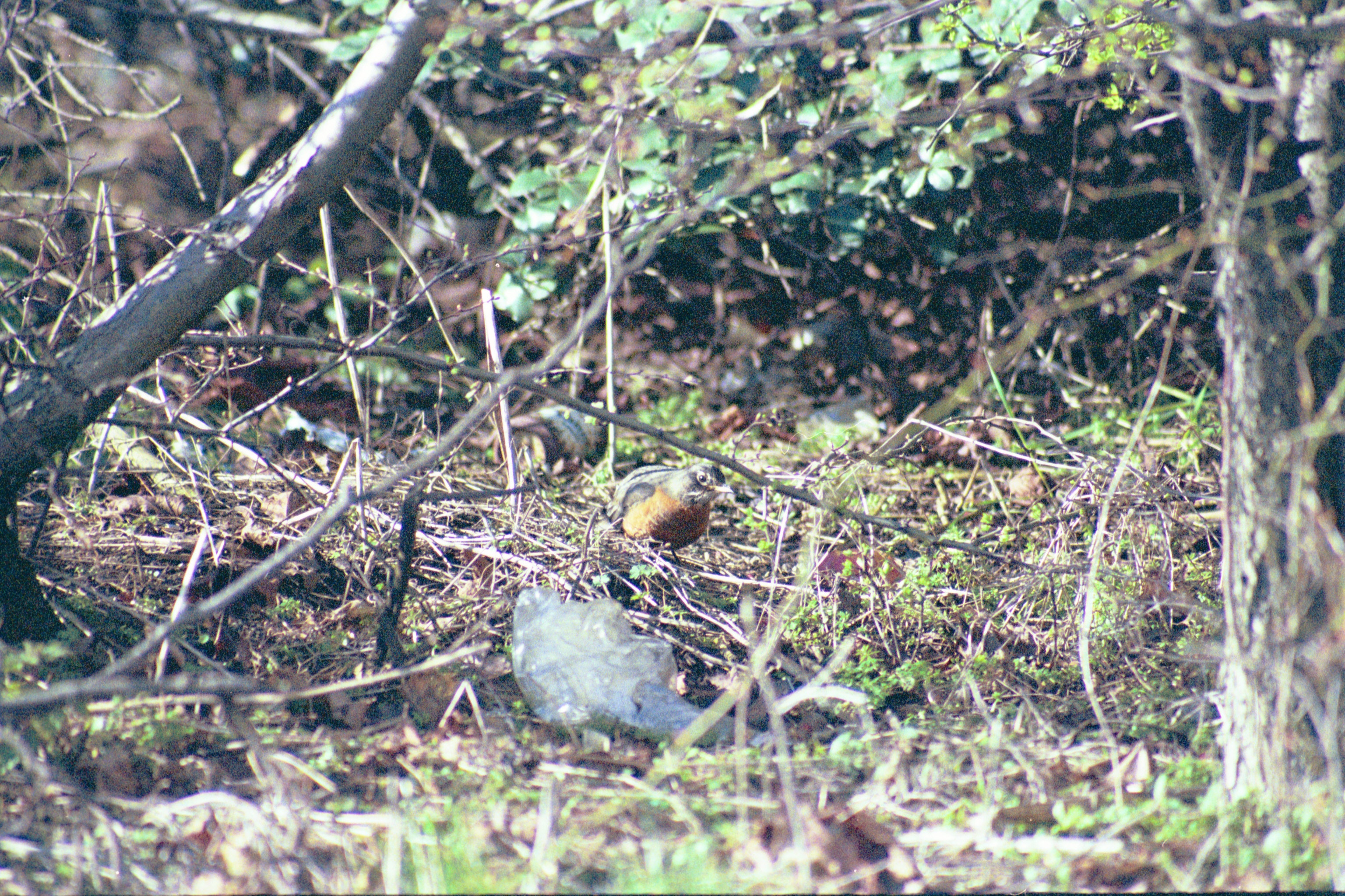 photos/wildlife/Bird_Species/146-Thrushes/6178-American_Robin/20040302-Scunthorpe-27.jpg