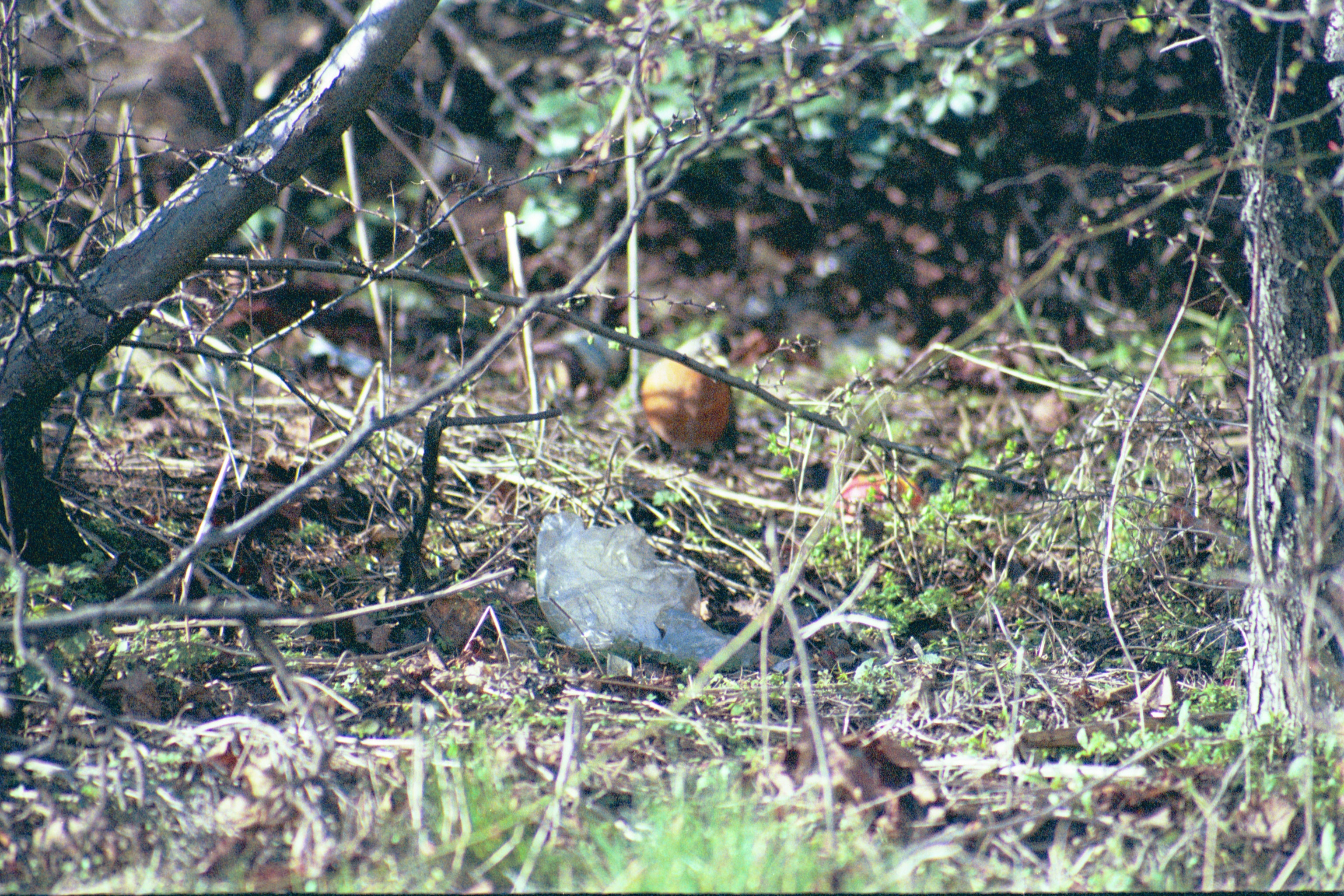 photos/wildlife/Bird_Species/146-Thrushes/6178-American_Robin/20040302-Scunthorpe-28.jpg