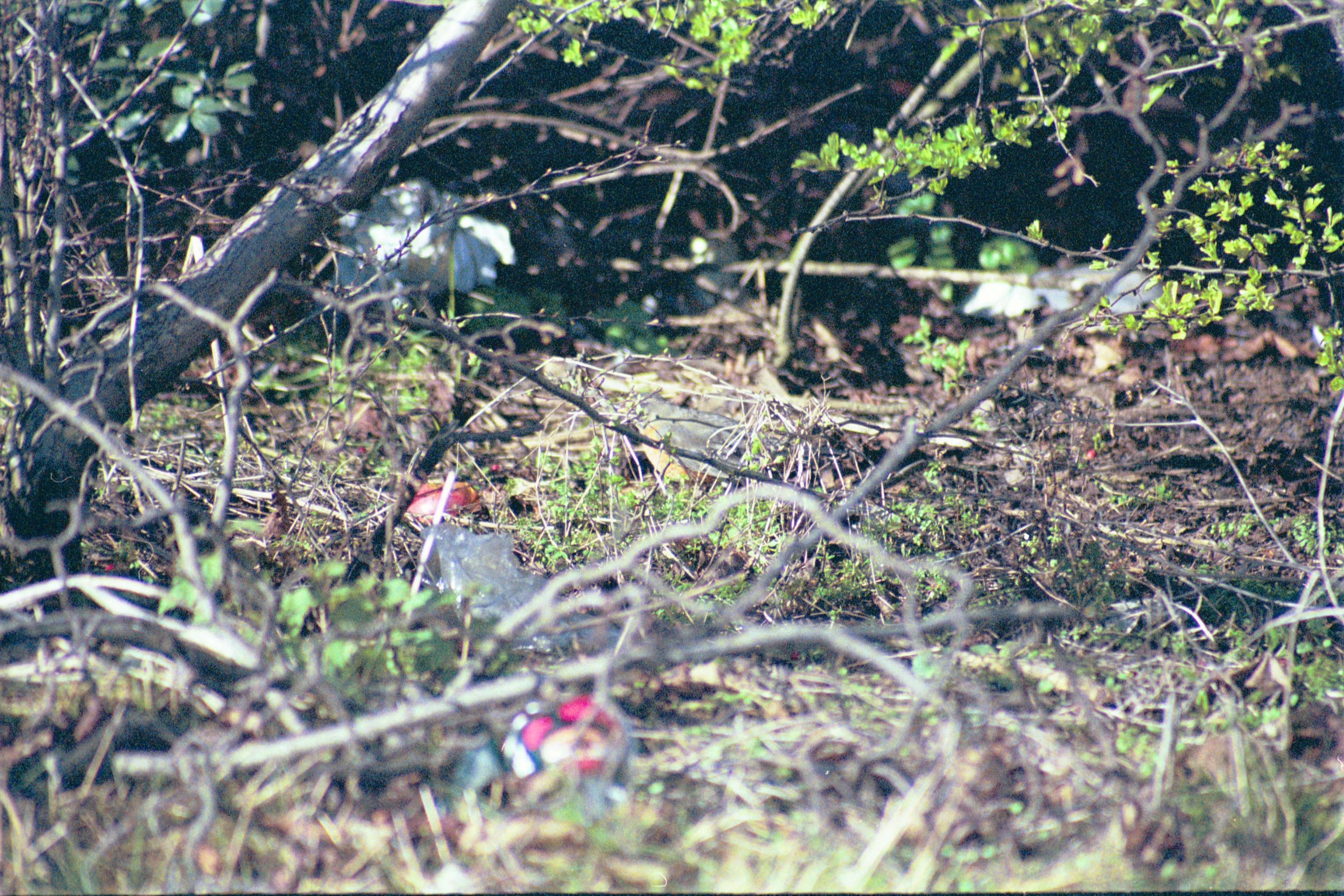 photos/wildlife/Bird_Species/146-Thrushes/6178-American_Robin/20040302-Scunthorpe-29.jpg