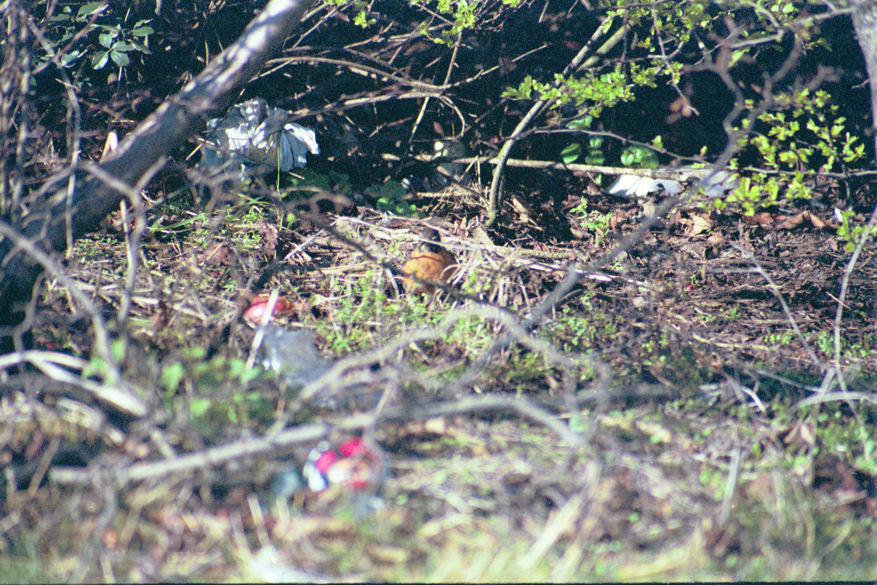 photos/wildlife/Bird_Species/146-Thrushes/6178-American_Robin/20040302-Scunthorpe-30.jpg