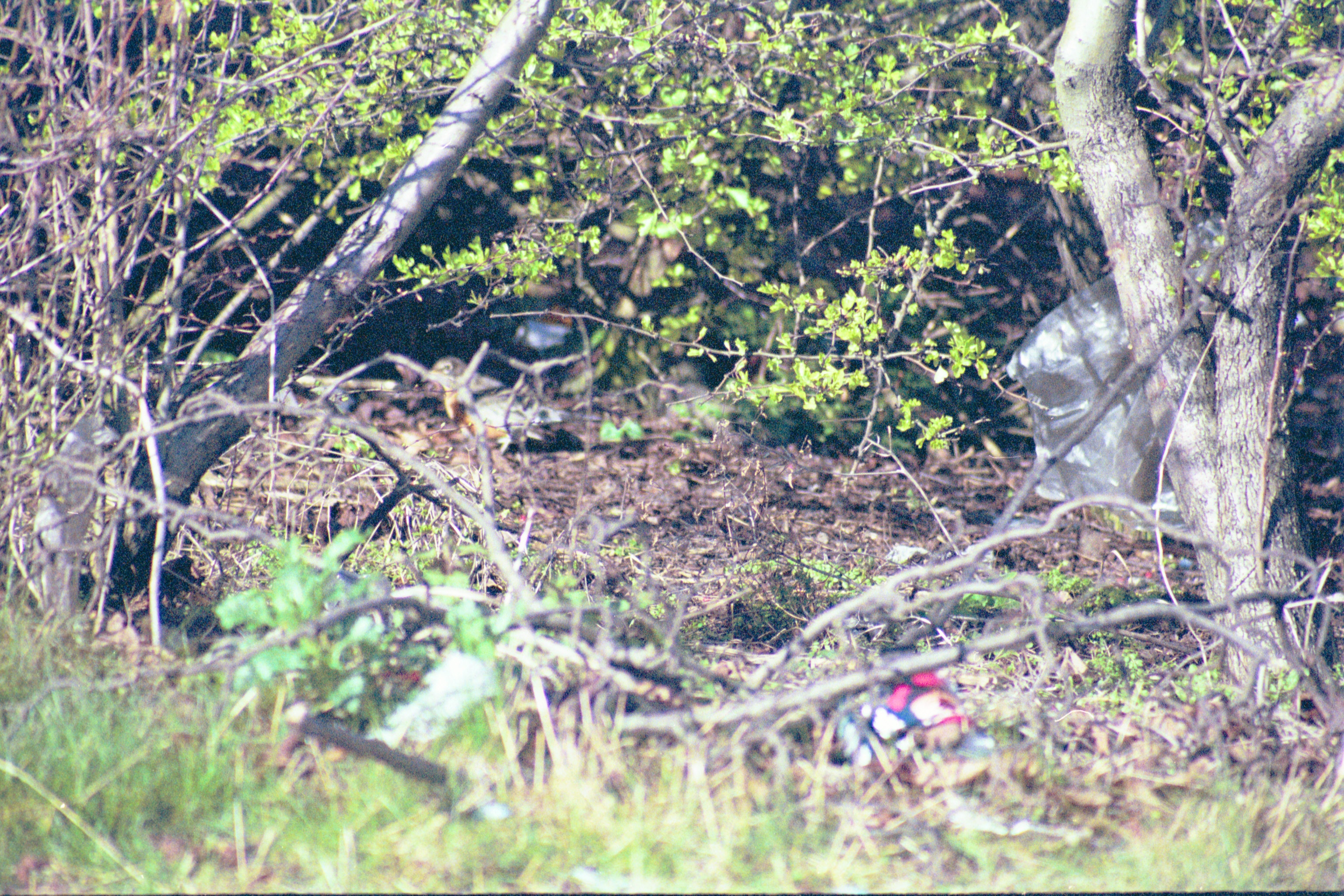 photos/wildlife/Bird_Species/146-Thrushes/6178-American_Robin/20040302-Scunthorpe-31.jpg