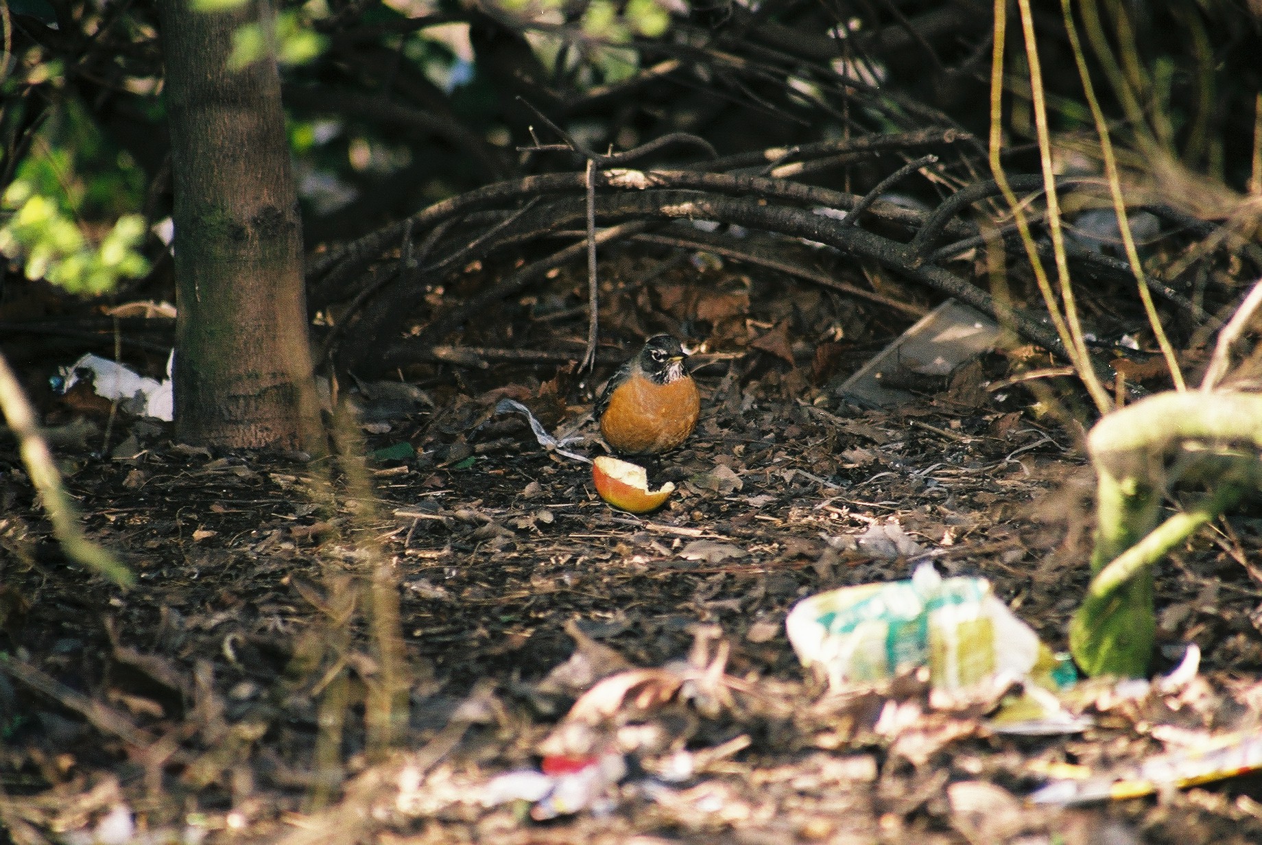 photos/wildlife/Bird_Species/146-Thrushes/6178-American_Robin/20040302-Scunthorpe-32.jpg