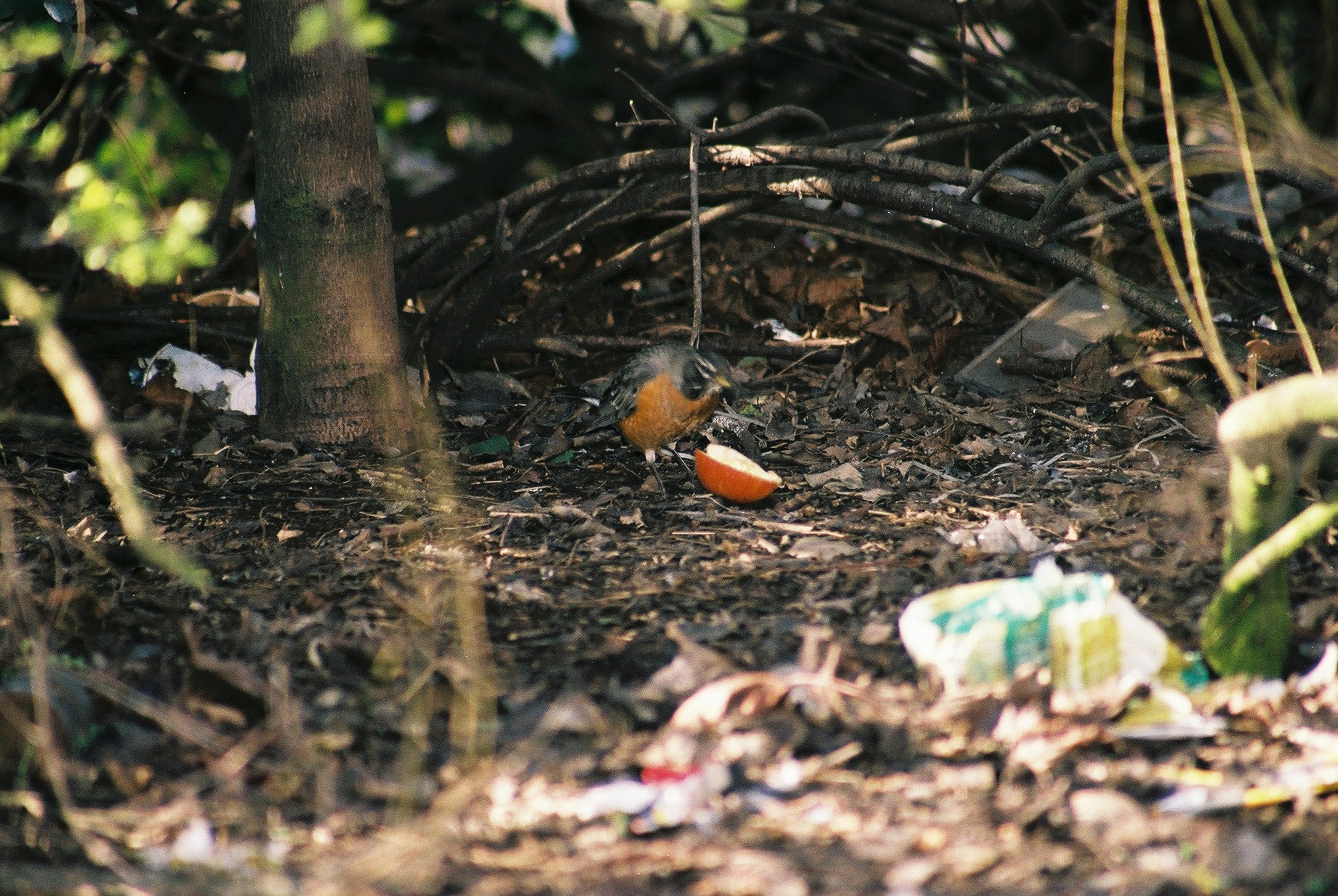 photos/wildlife/Bird_Species/146-Thrushes/6178-American_Robin/20040302-Scunthorpe-33.jpg