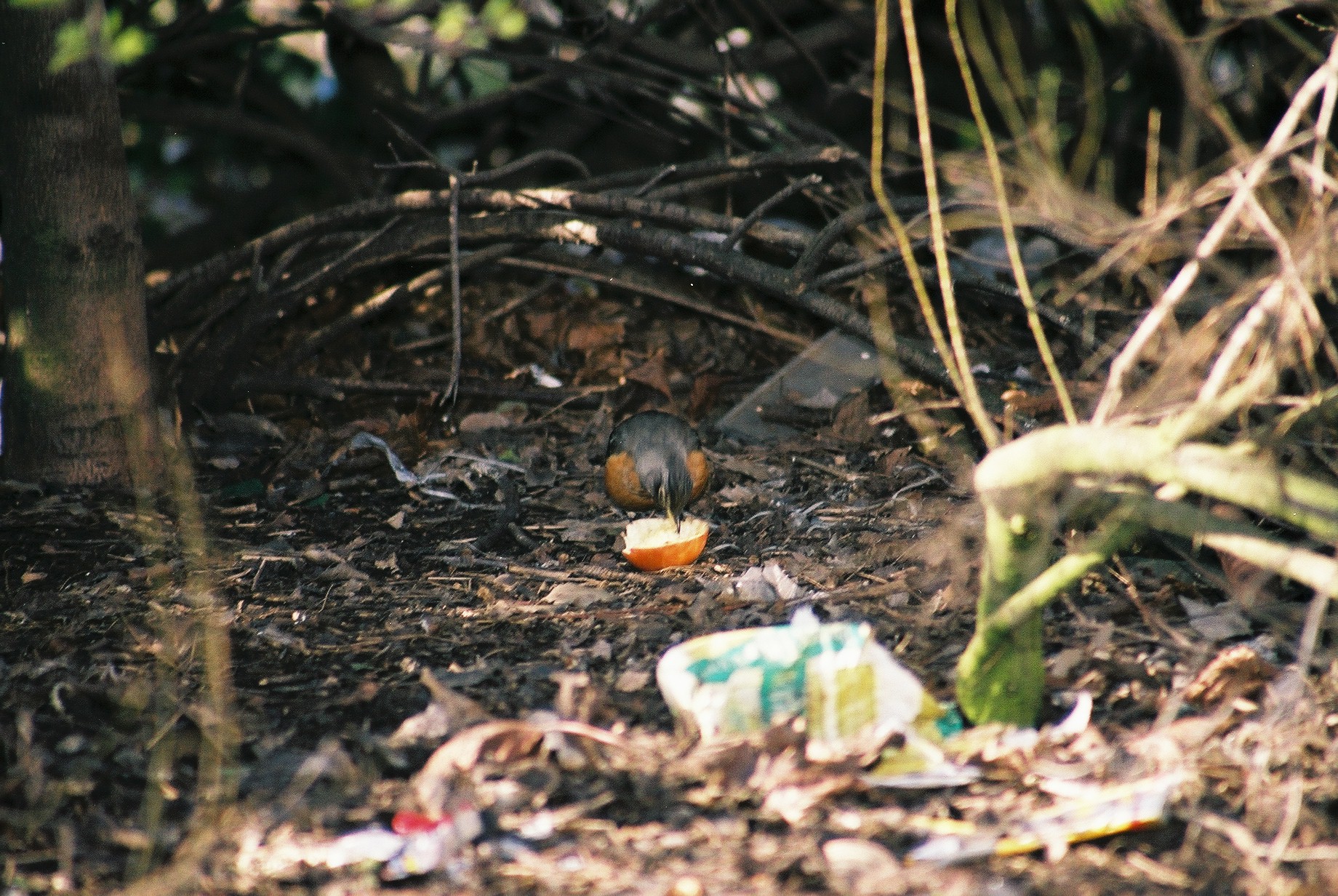 photos/wildlife/Bird_Species/146-Thrushes/6178-American_Robin/20040302-Scunthorpe-35.jpg