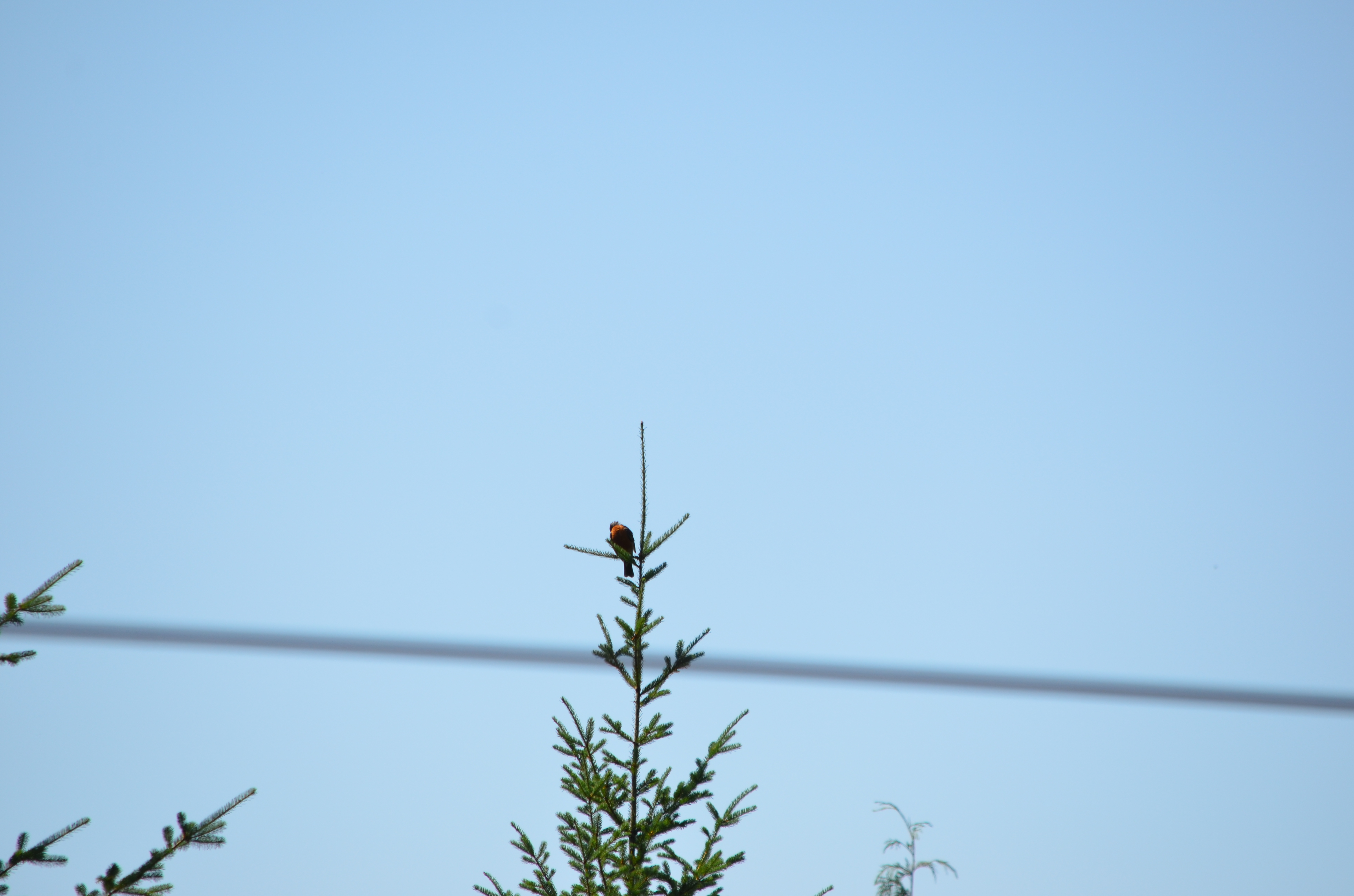 photos/wildlife/Bird_Species/146-Thrushes/6178-American_Robin/DSC_0302.JPG